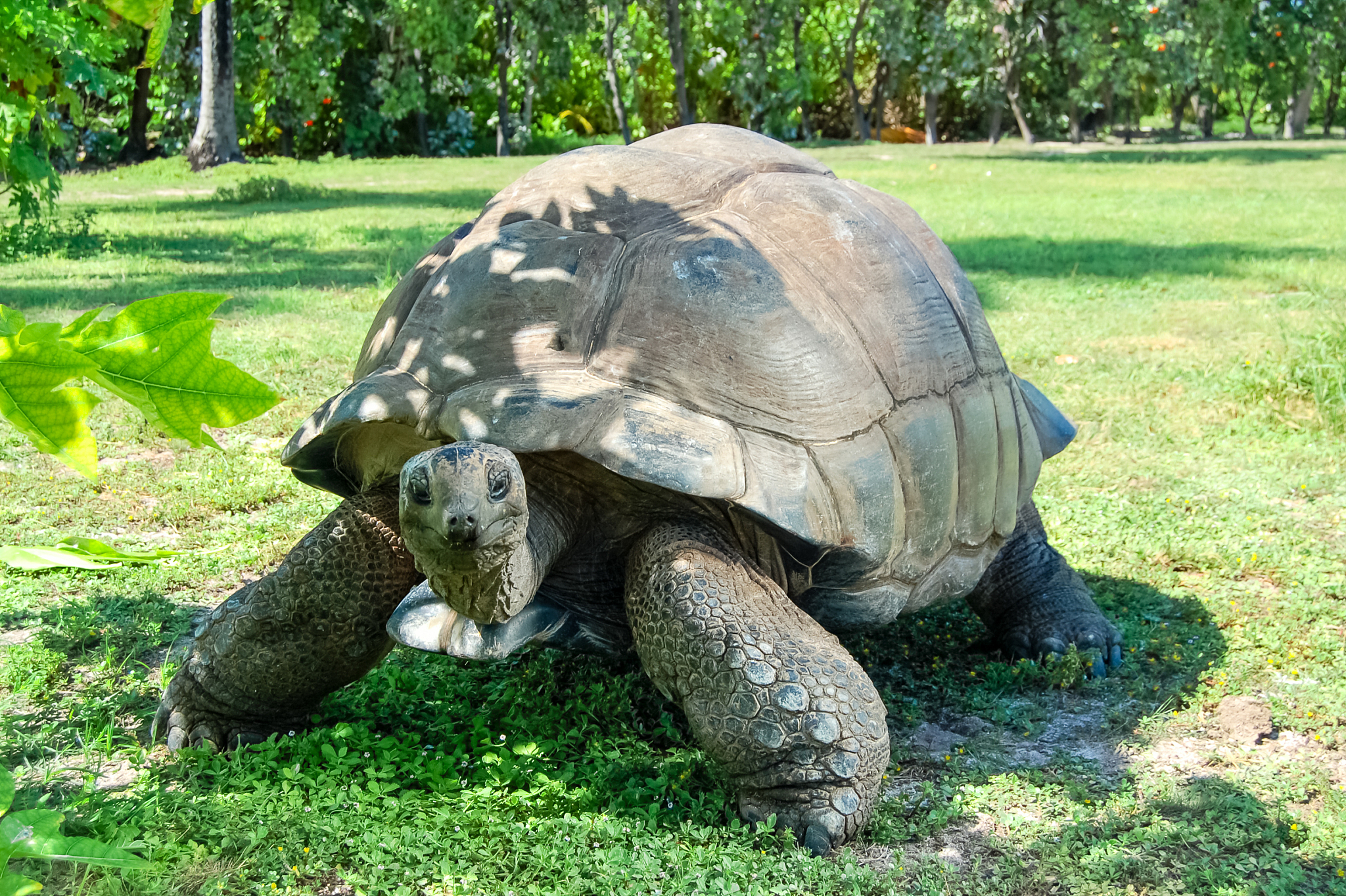 giant ivory turtle on the lawn.