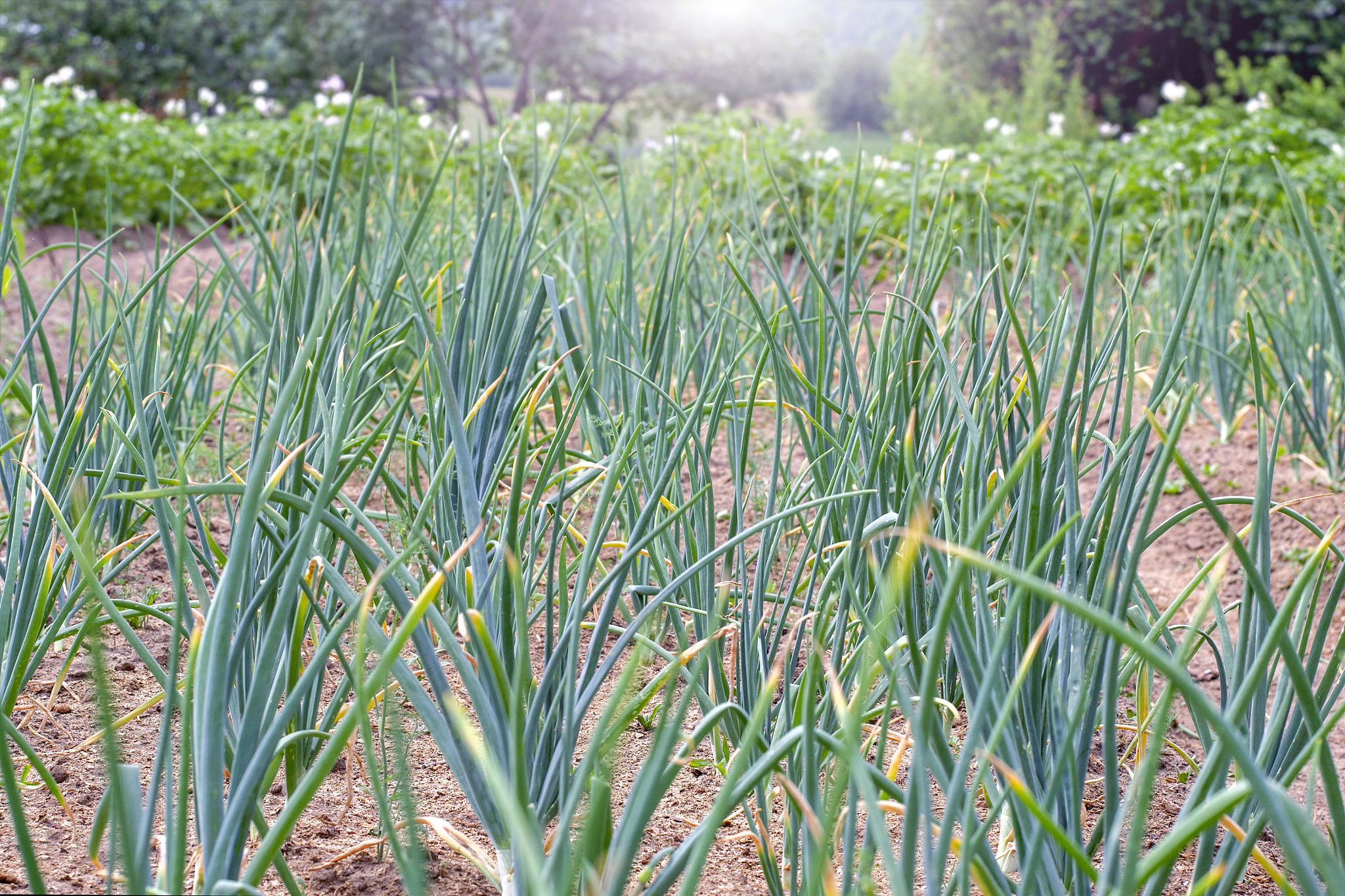 onions growing in the garden. close-up of onion plantation in th