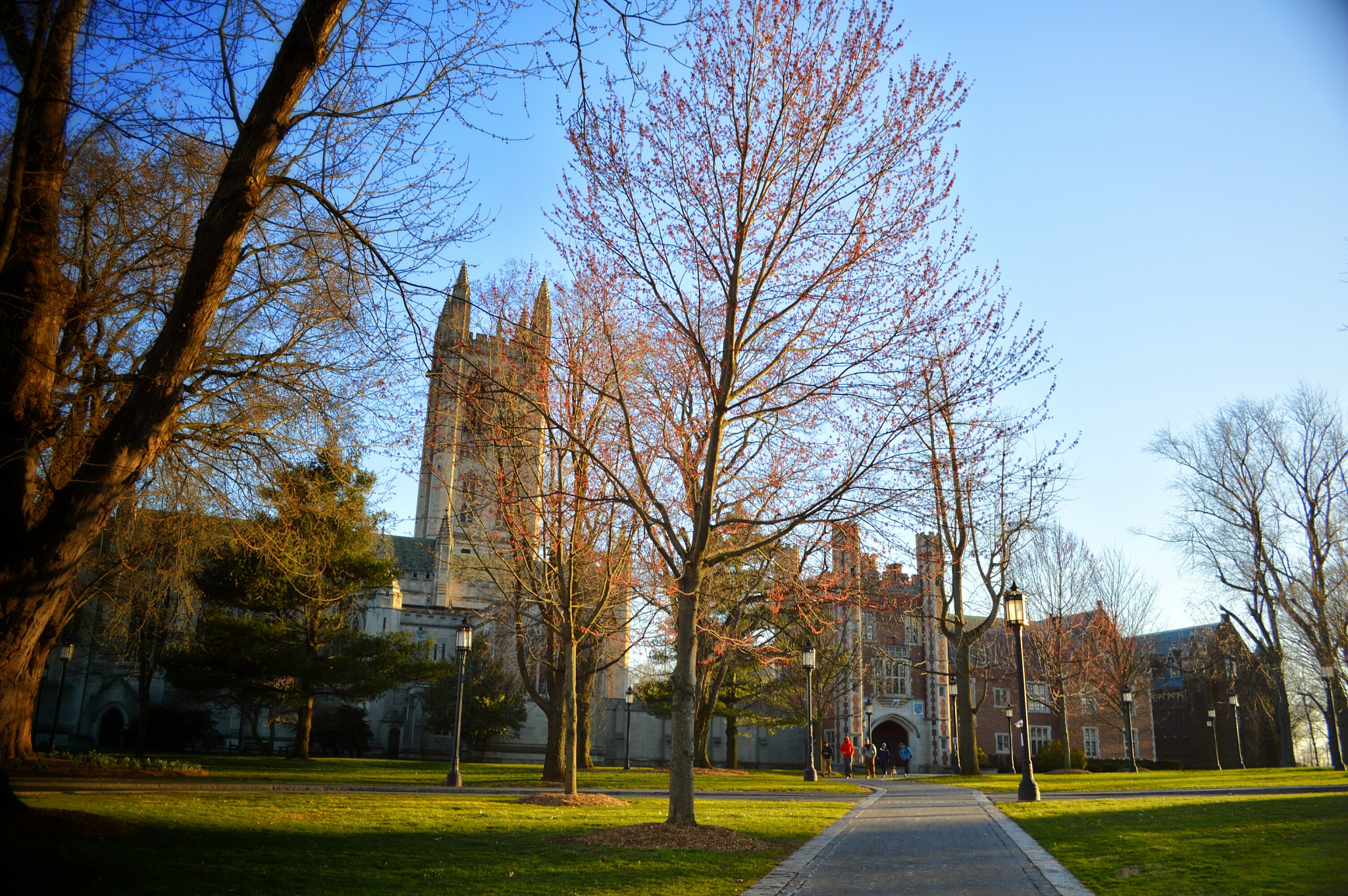bare trees in campus