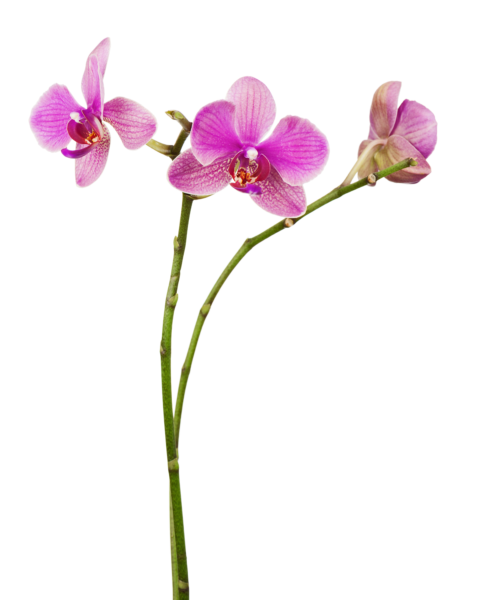 very rare purple orchid isolated on white background.