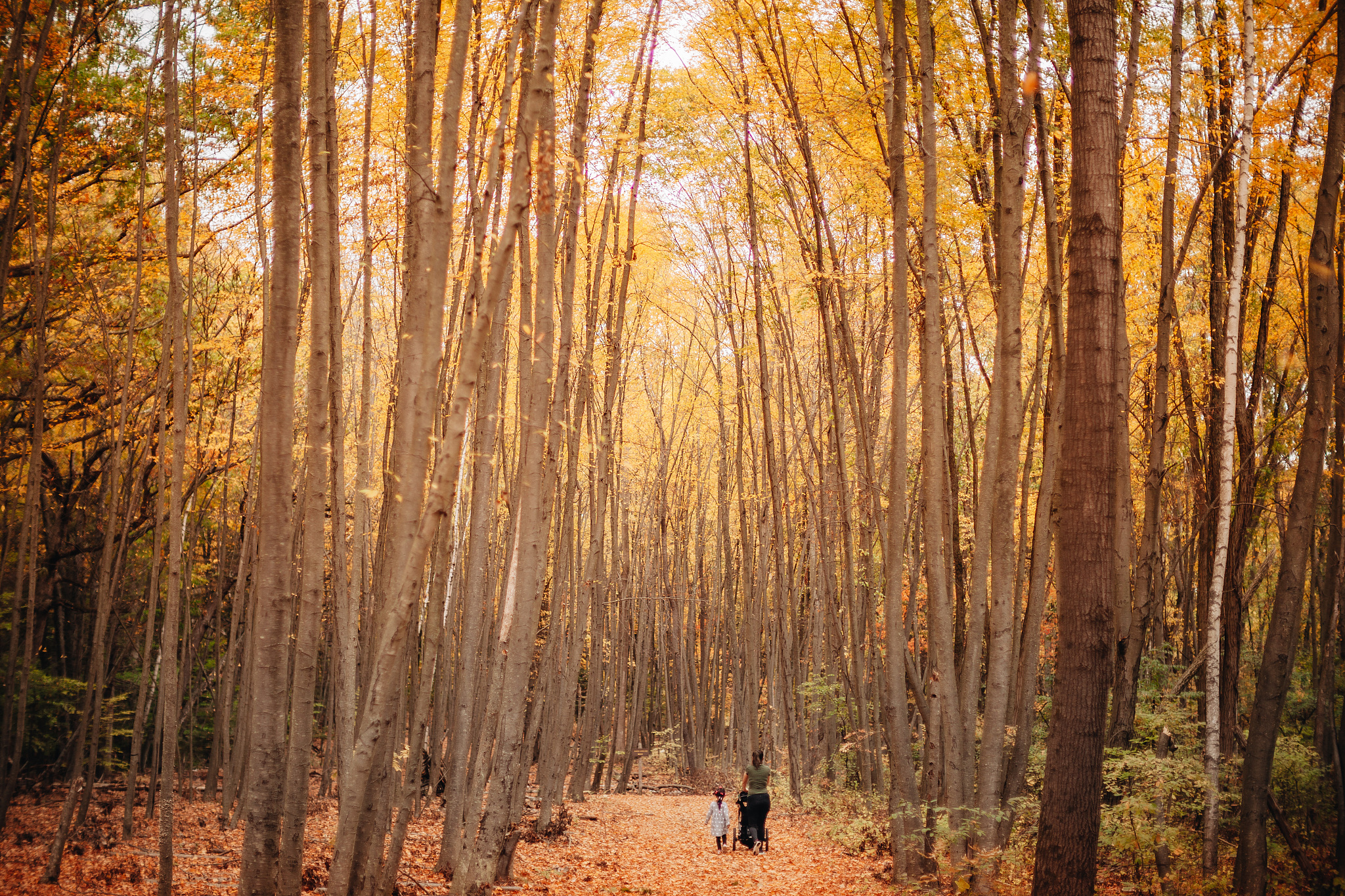 rear view of mother and daughter walking in forest during autumn
