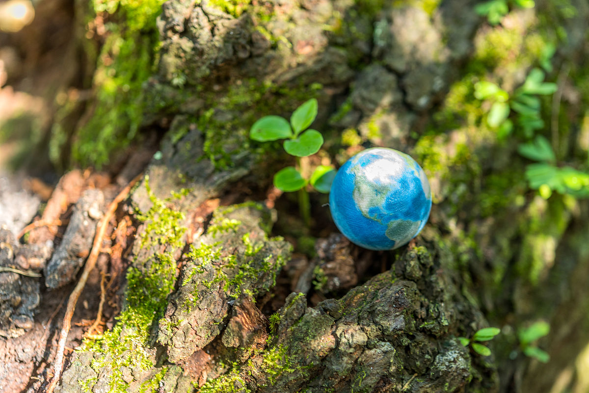 赞美生命的奇迹：大涛卵