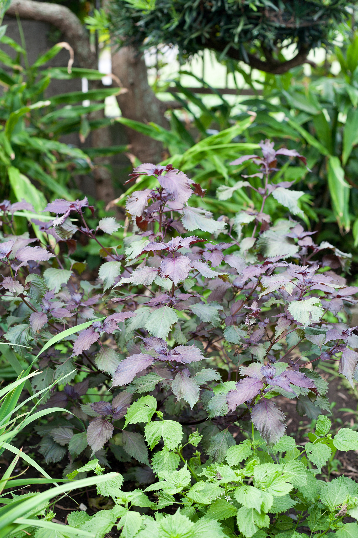 SK-II 日本原料产地 | 全方位解析护肤成分来源