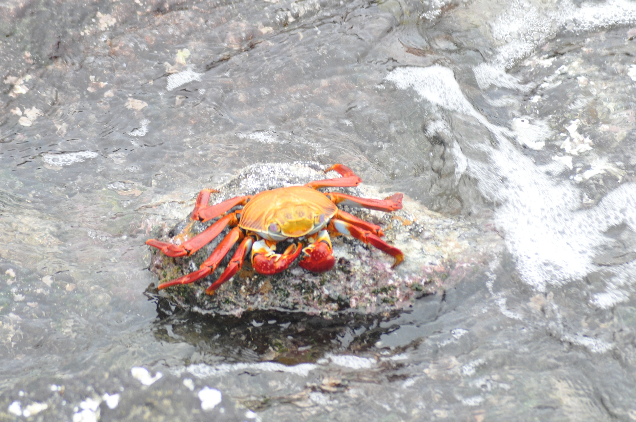 sally lightfoot crab on a lava rock