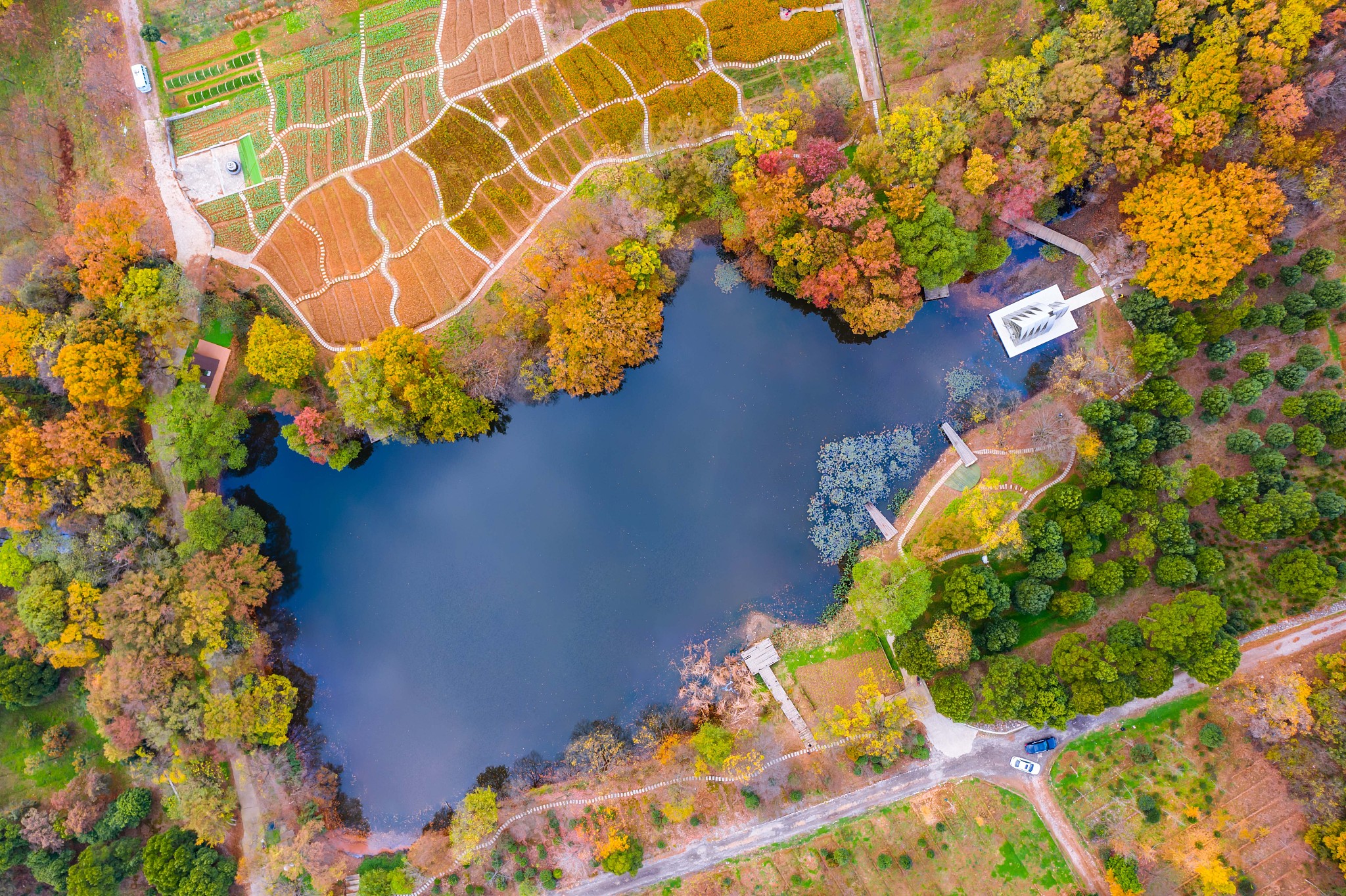 南京银杏湖秋游 | 金黄银杏，童话仙境