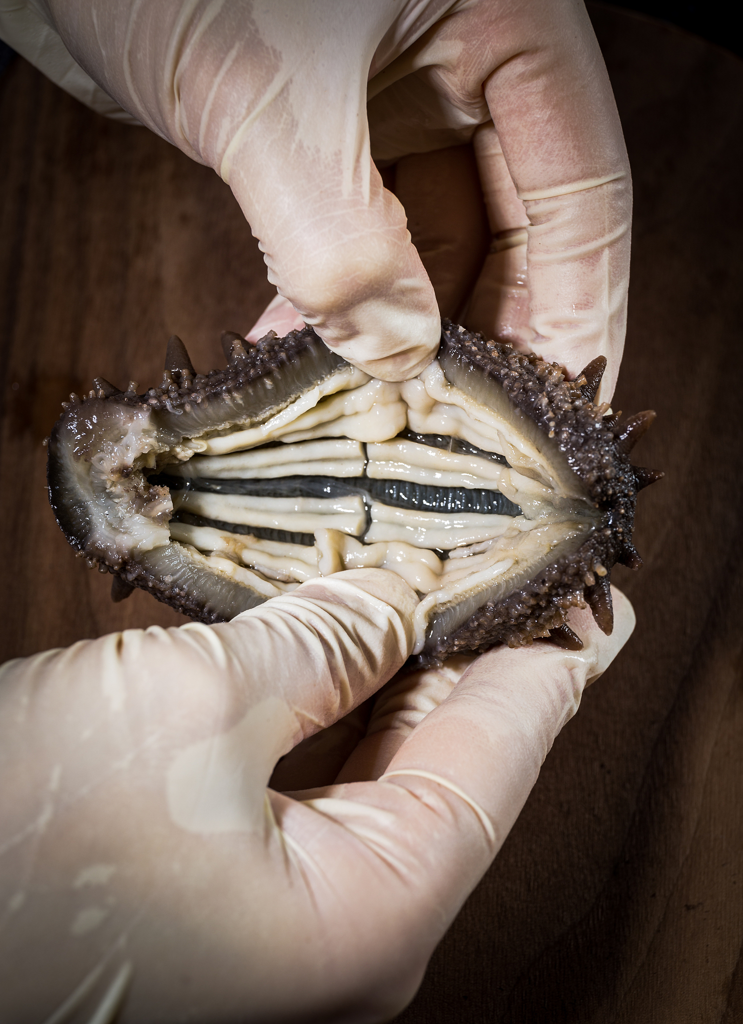 山东海参和辽宁海参有什么区别，