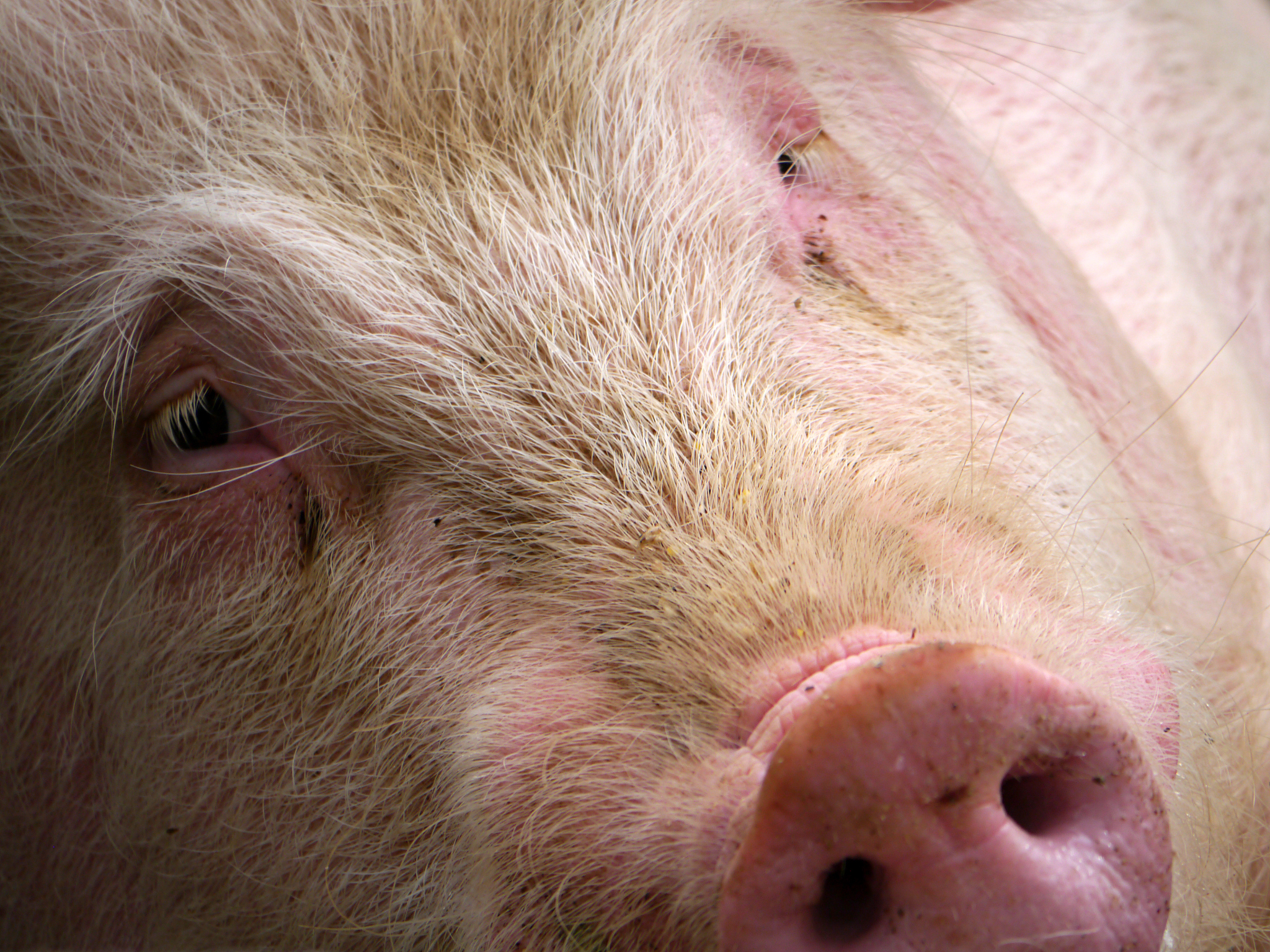 猪产完仔后长了个肉瘤是什么东西要如何解决帮我用200字详细描述