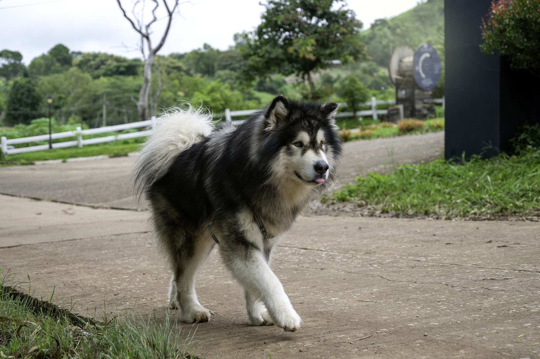 阿拉斯加犬帅气名字推荐：Axl