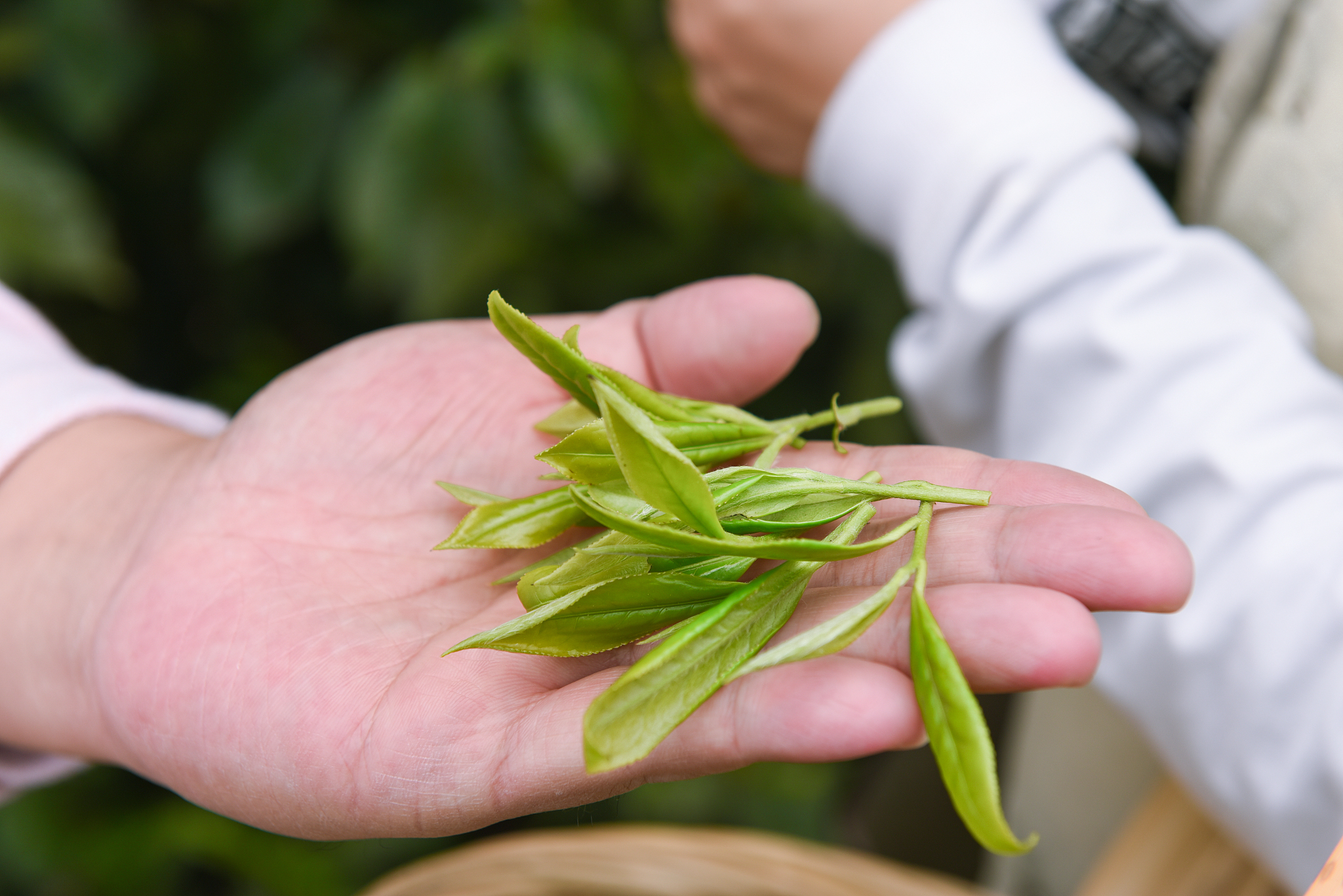 白茶香氛好听的名字：茶馨雅 - 优雅清香，如白茶般沁人心脾