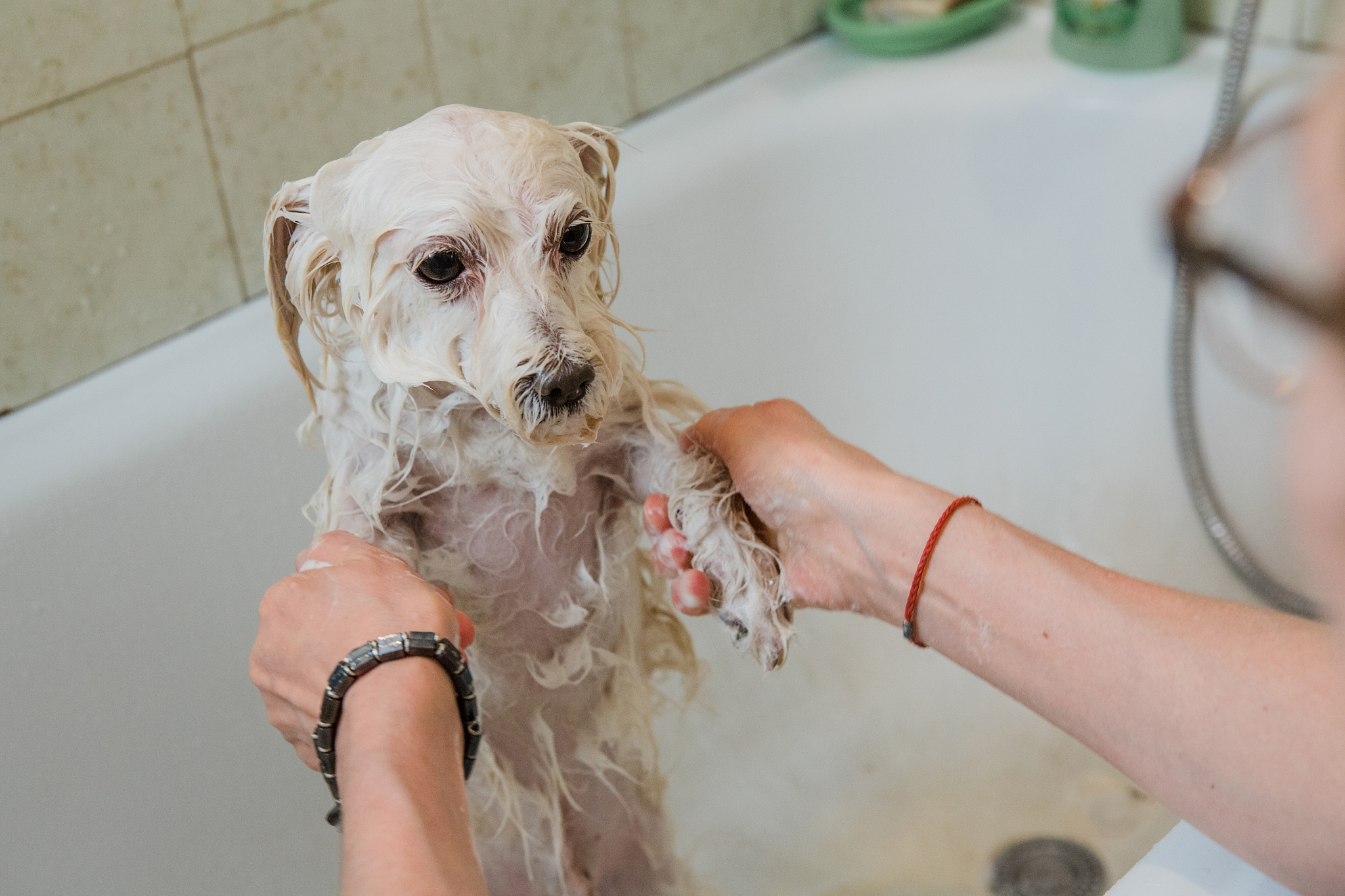 犬先天性巨血小板减少症预防措施：如何降低患病风险