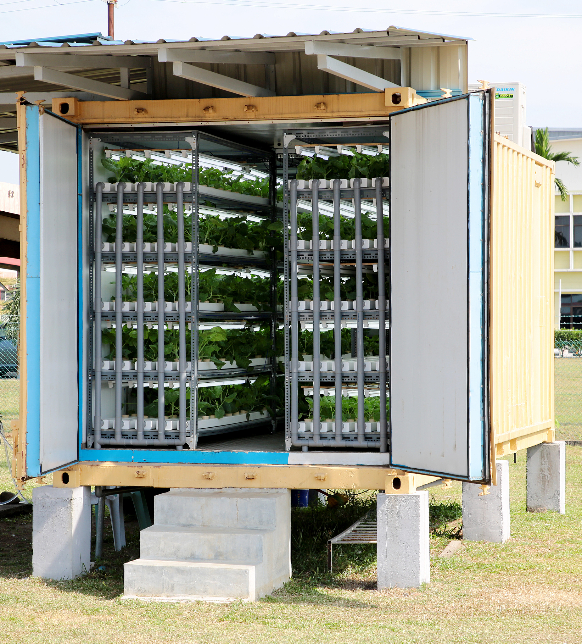 Impact of Peanut/Sorghum Intercropping on Peanut Yield and Photochemical Activity