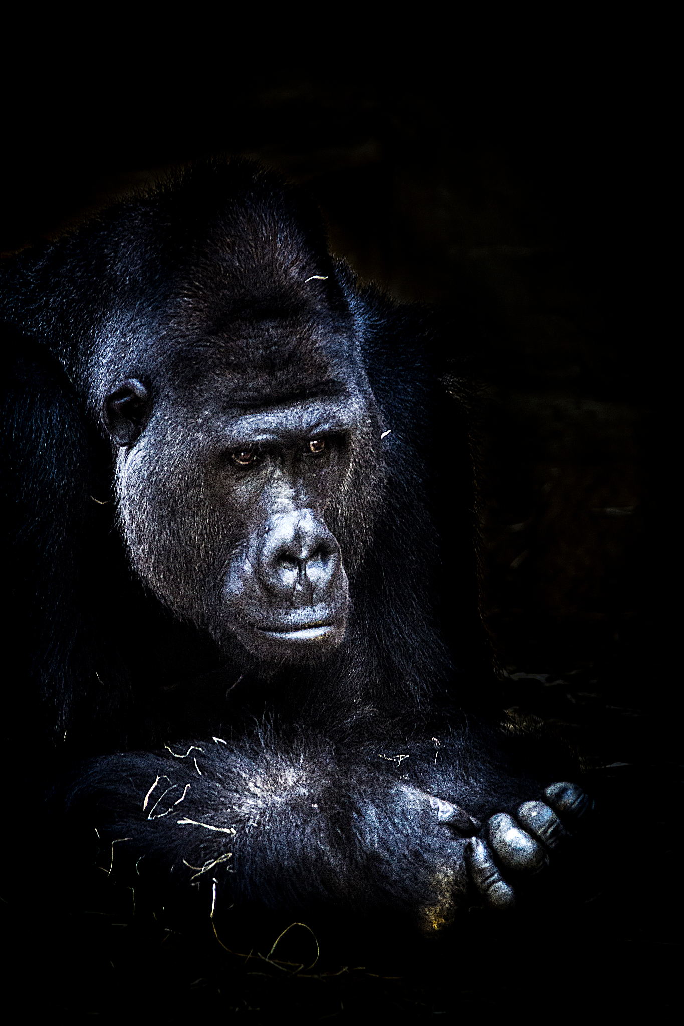 close-up of gorilla in zoo