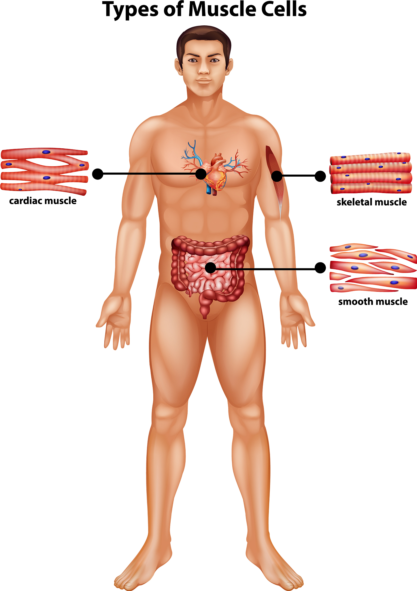 1.骨骼肌或心肌收缩前初长度增加，收缩力量增加，这种现象是（ ）
A.自身调节	B.生物节律	C.神经调节	D.体液调节