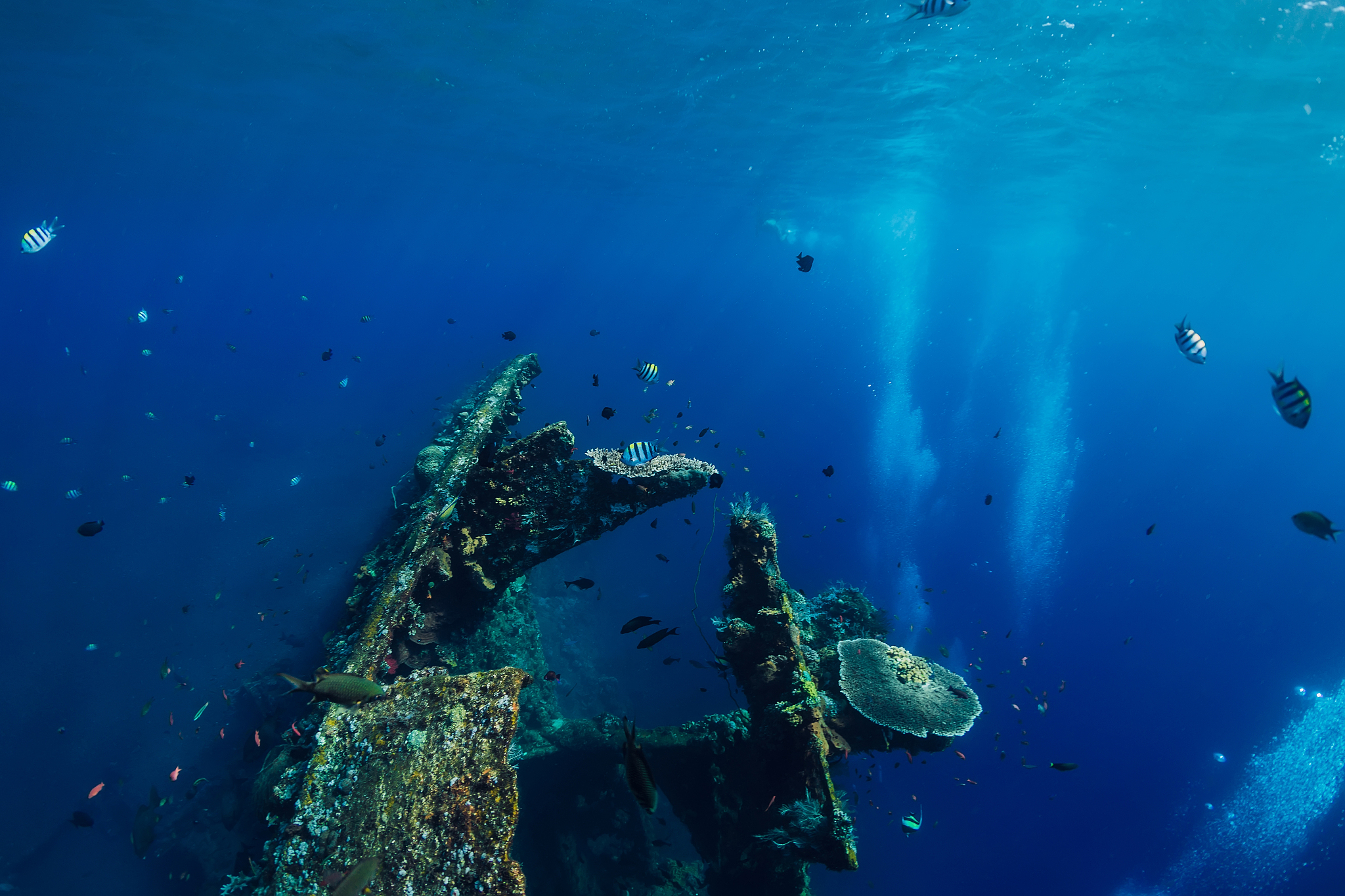 underwater world with tropical fish and ship wreck in bali