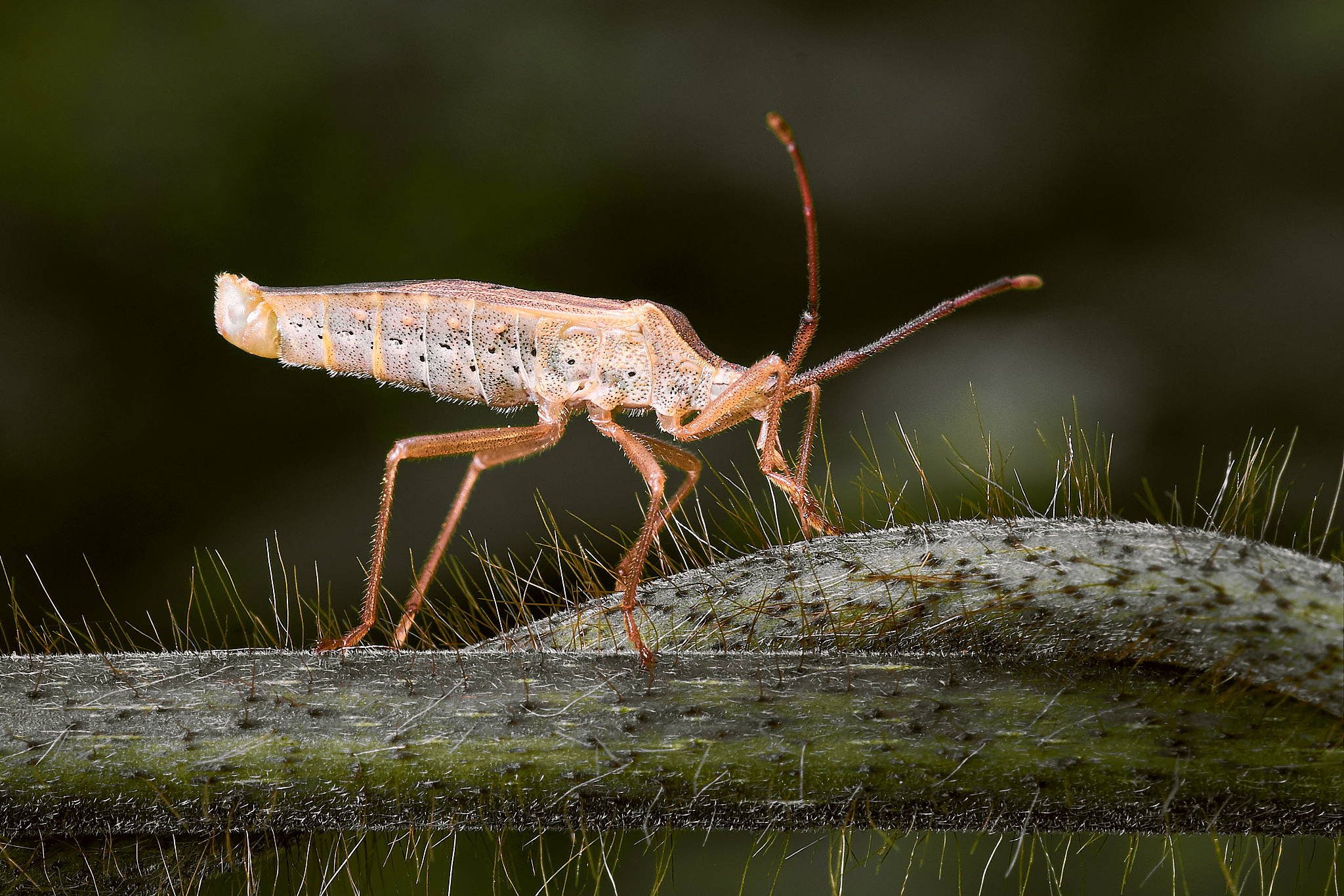 天敌昆虫的特点：生态平衡的守护者