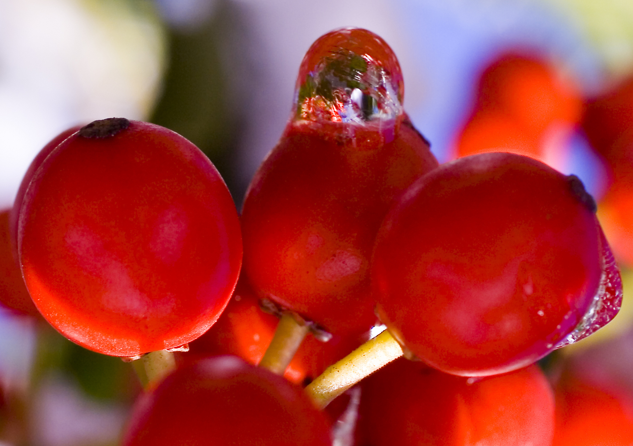 red berry world