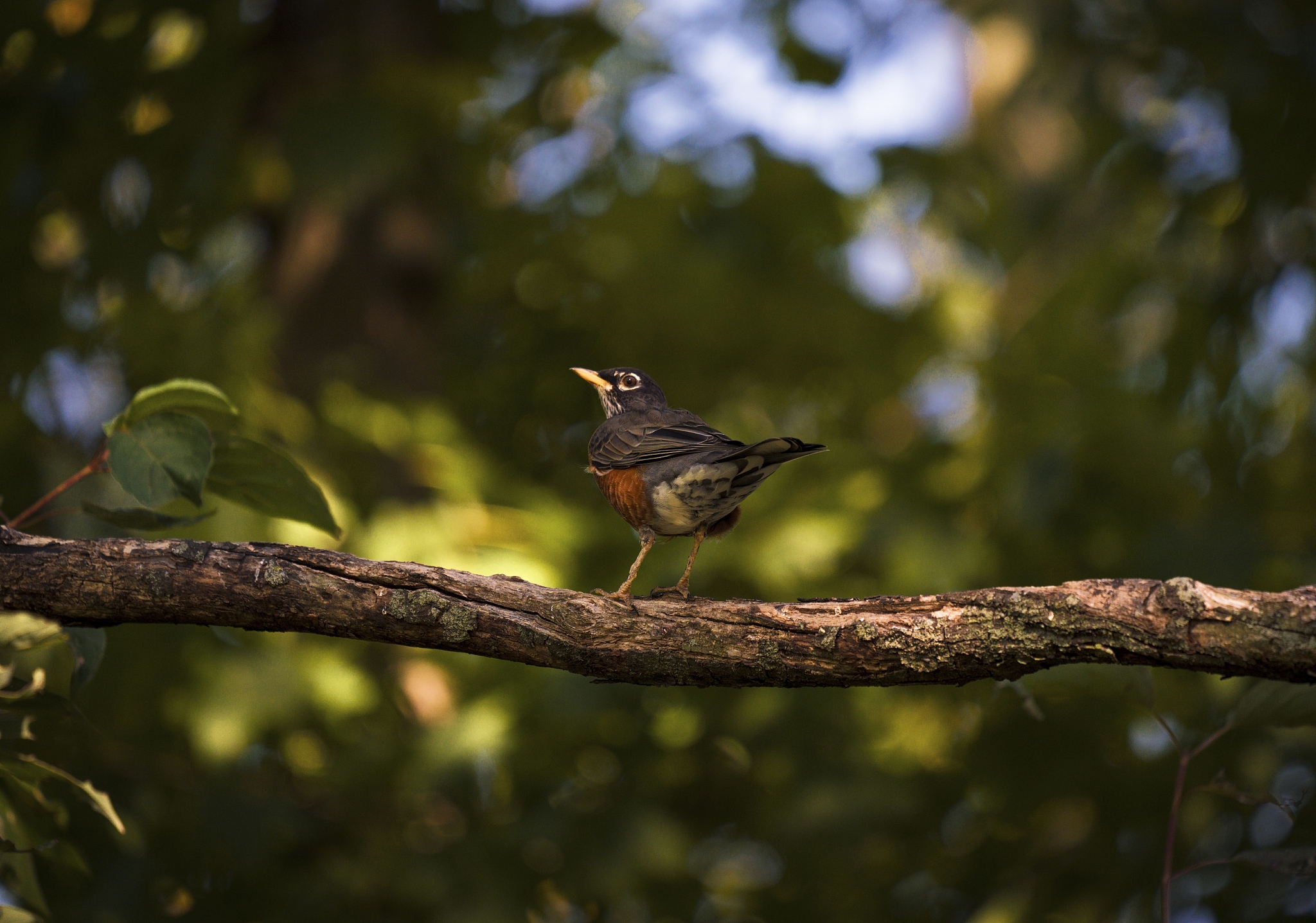 杀死一只知更鸟作品