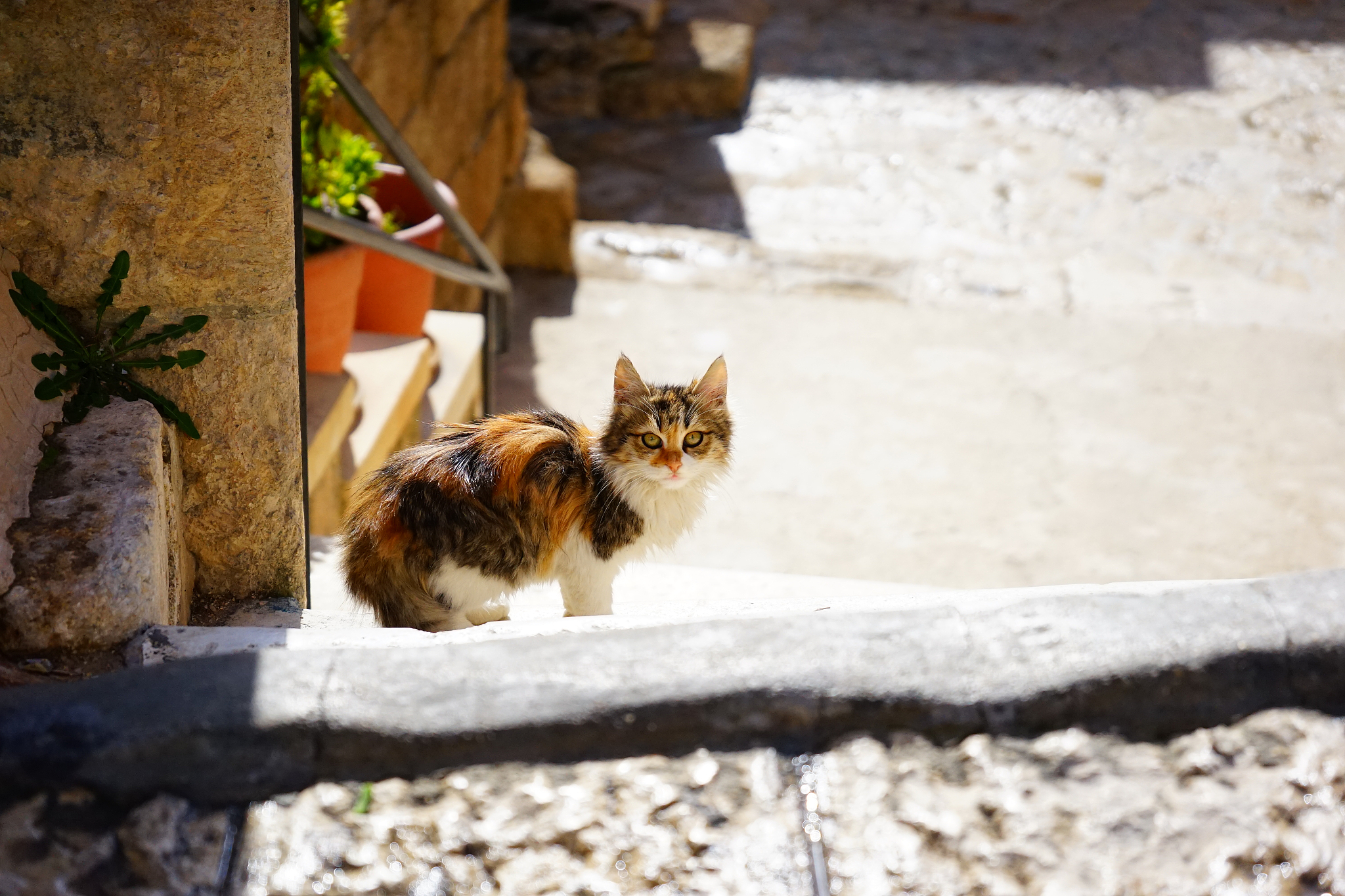 仿写老舍猫第二自然段