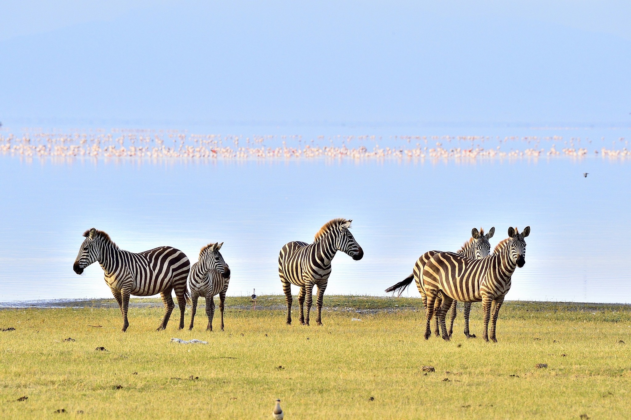 zebras at lake manyara