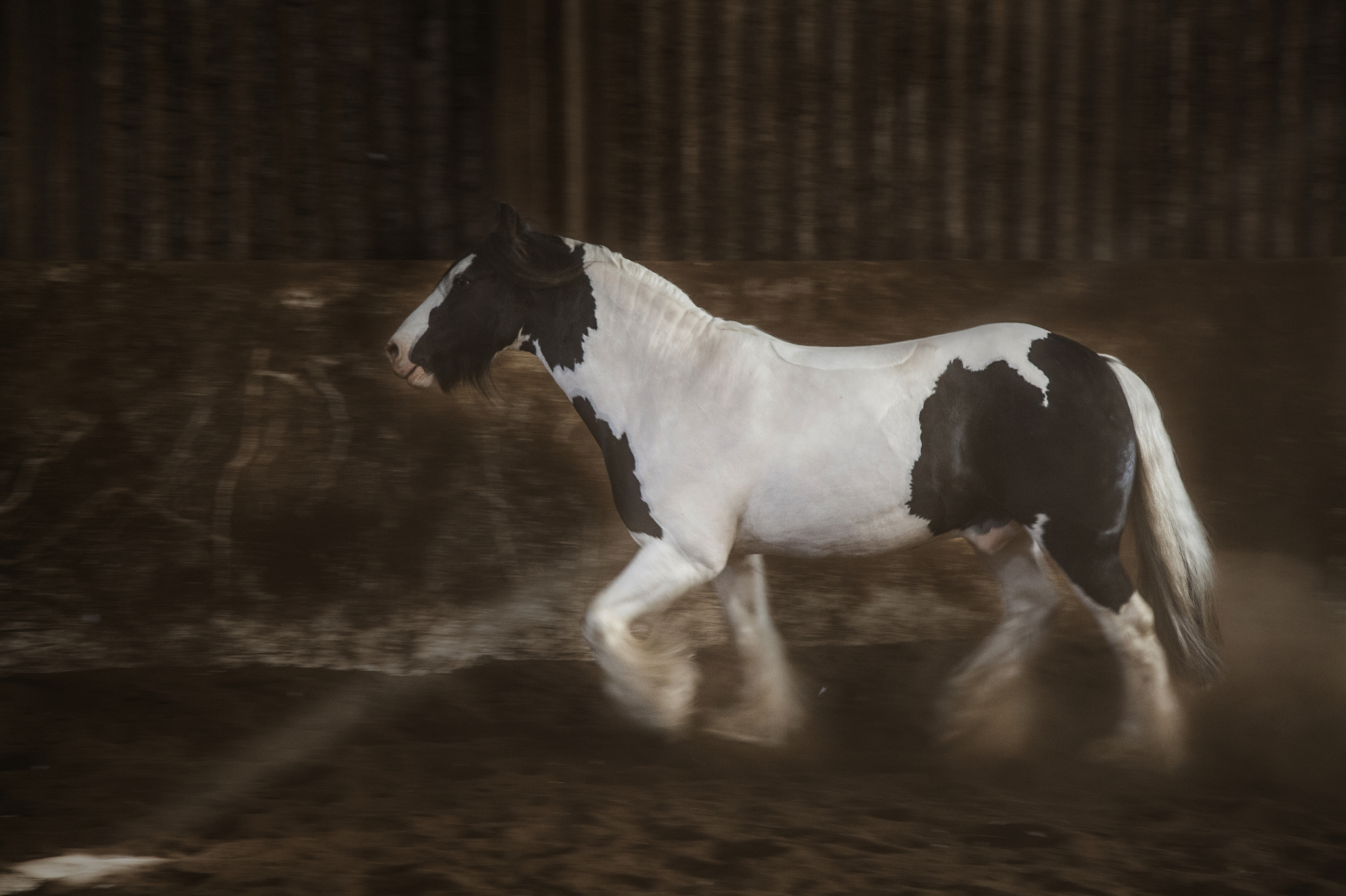 running horse