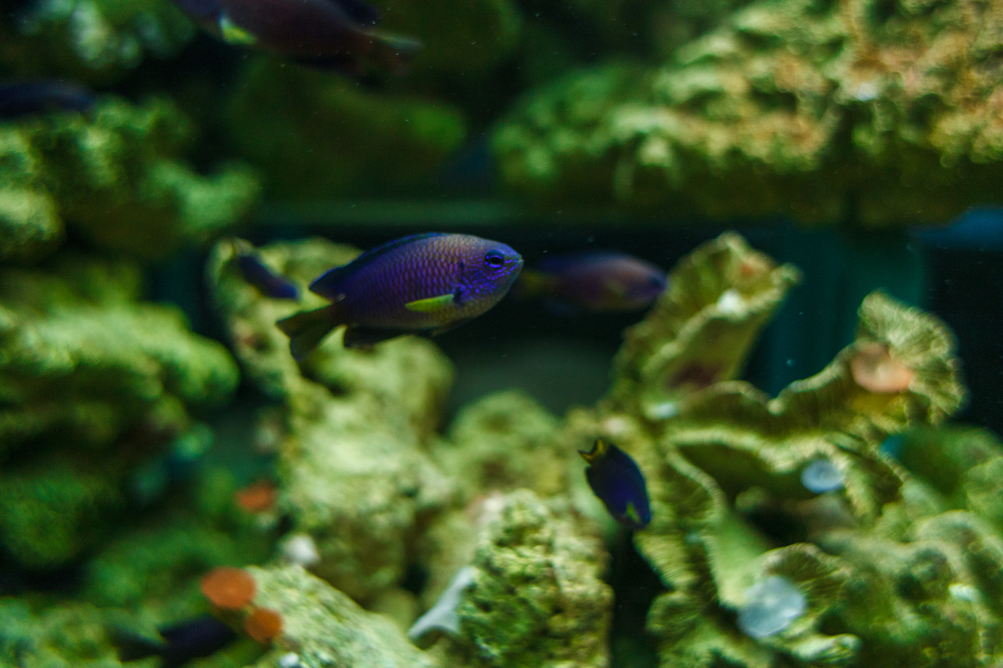 a blue fishes in an aquarium