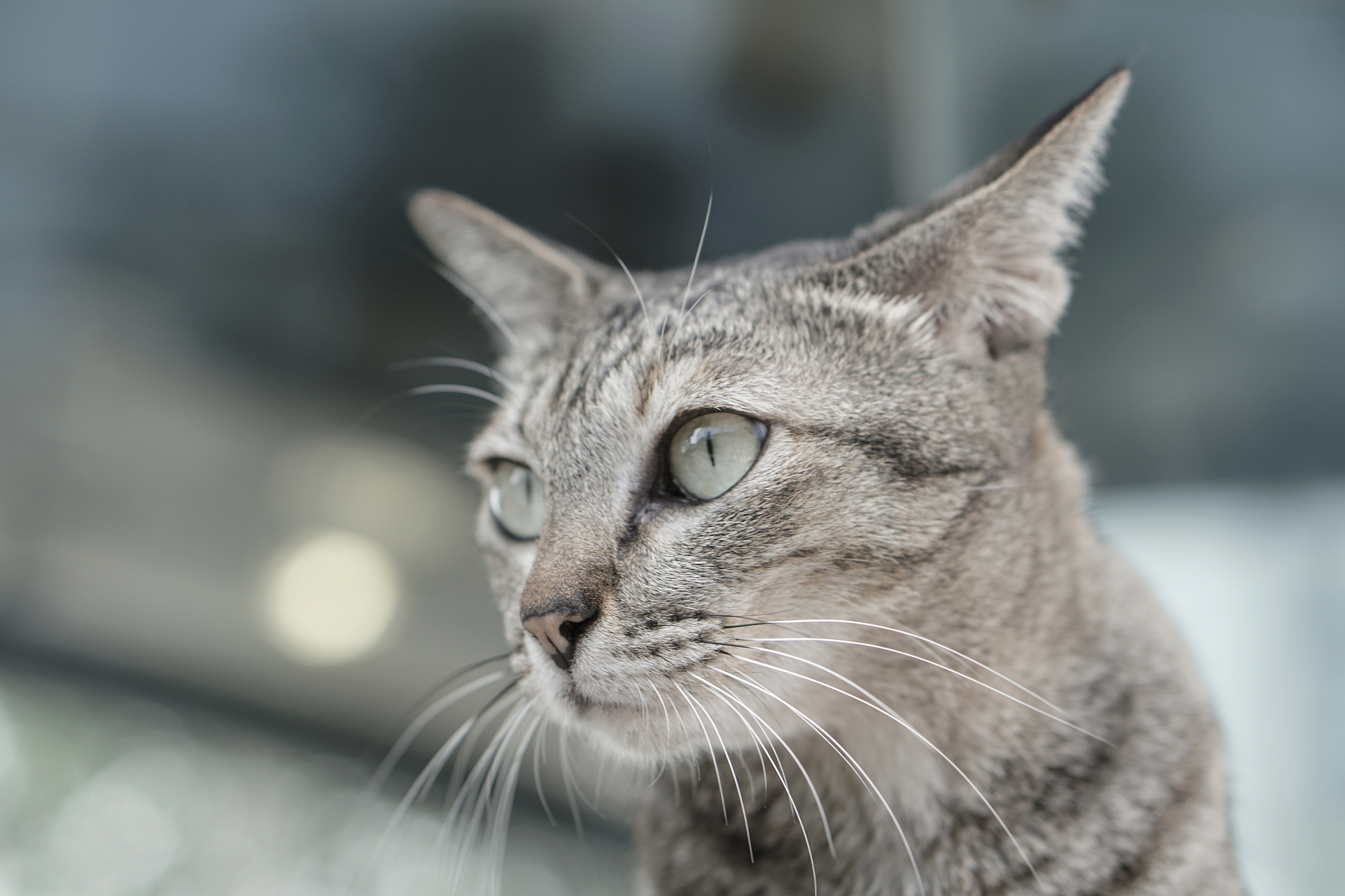 cat laying on the stairs, close up