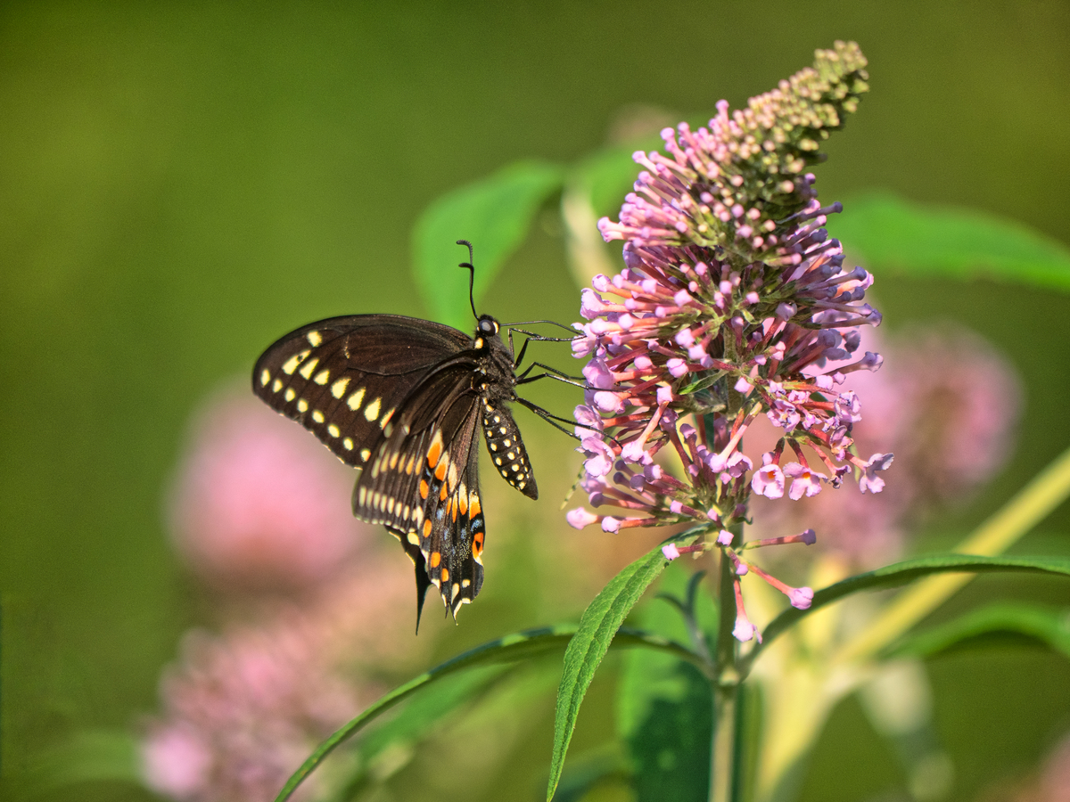 东部虎凤蝶(papilio glaucus)
