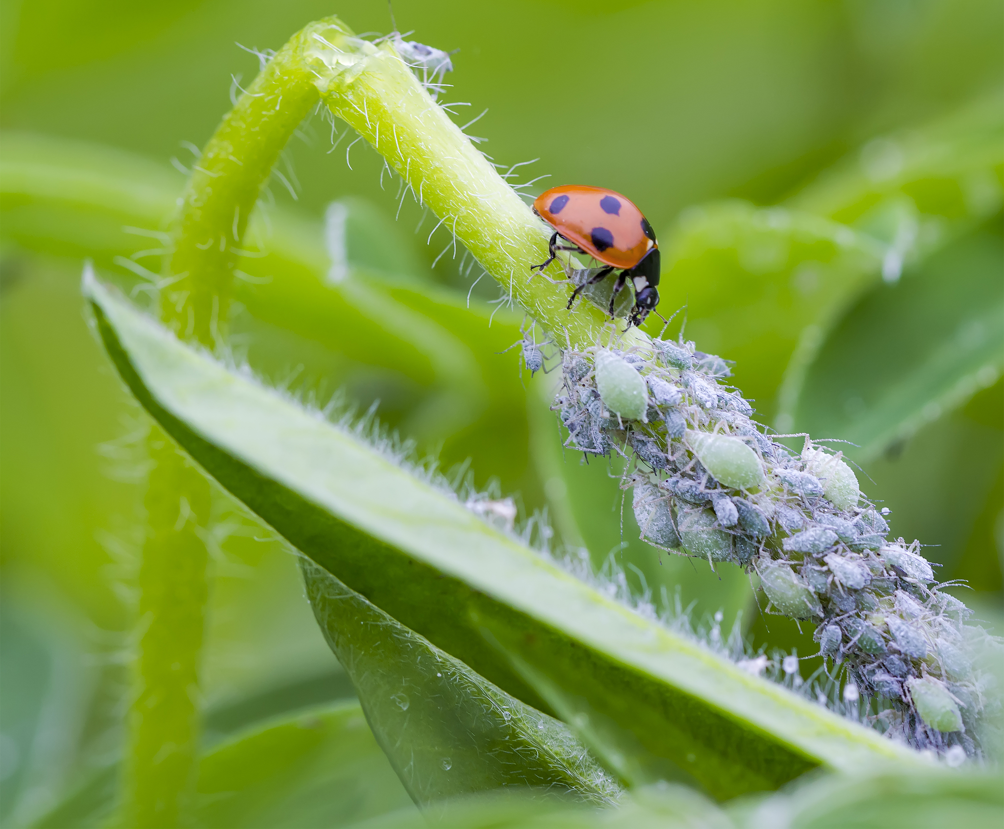 ladybird eating aphids