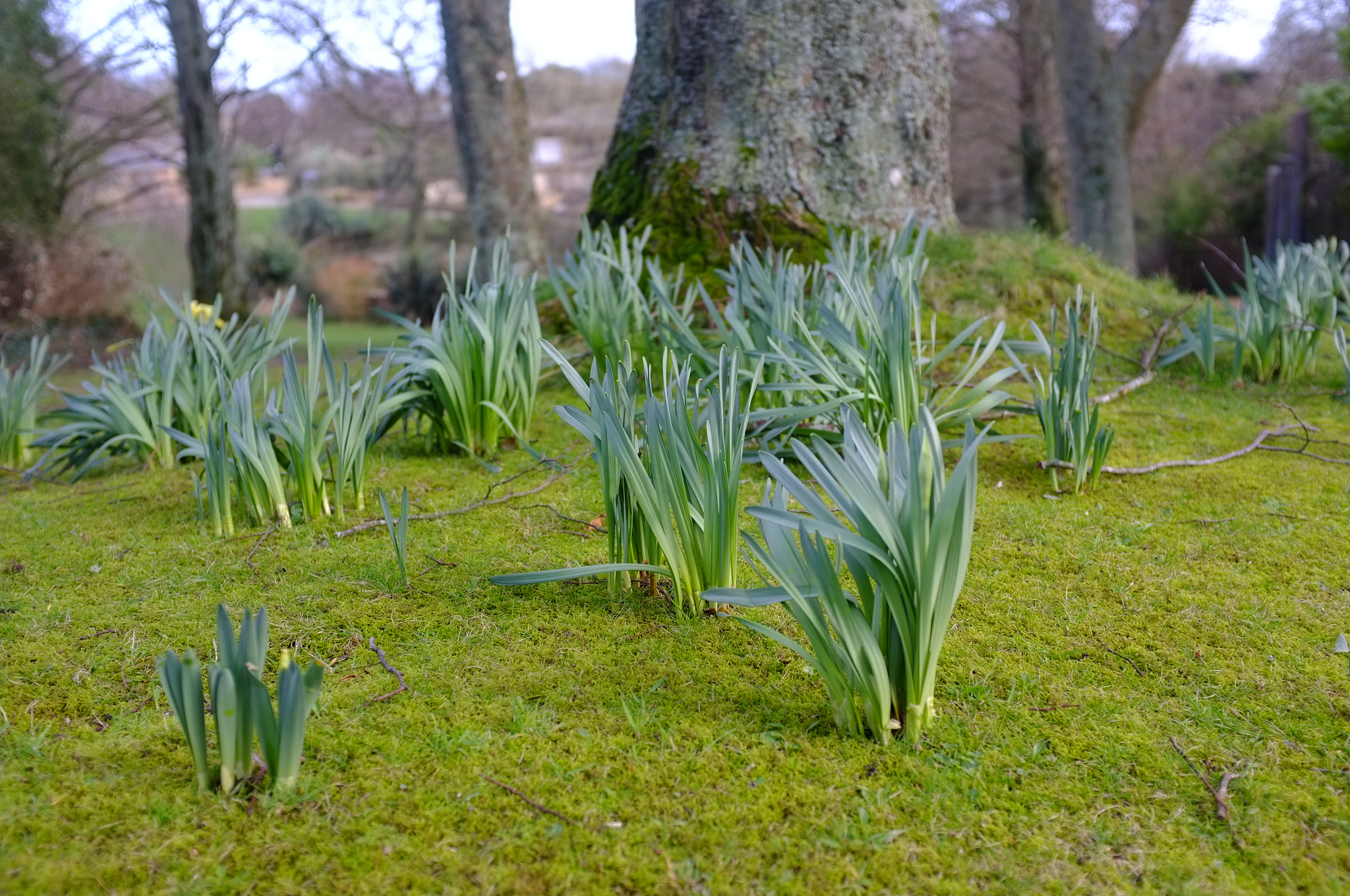 springbank, jersey.