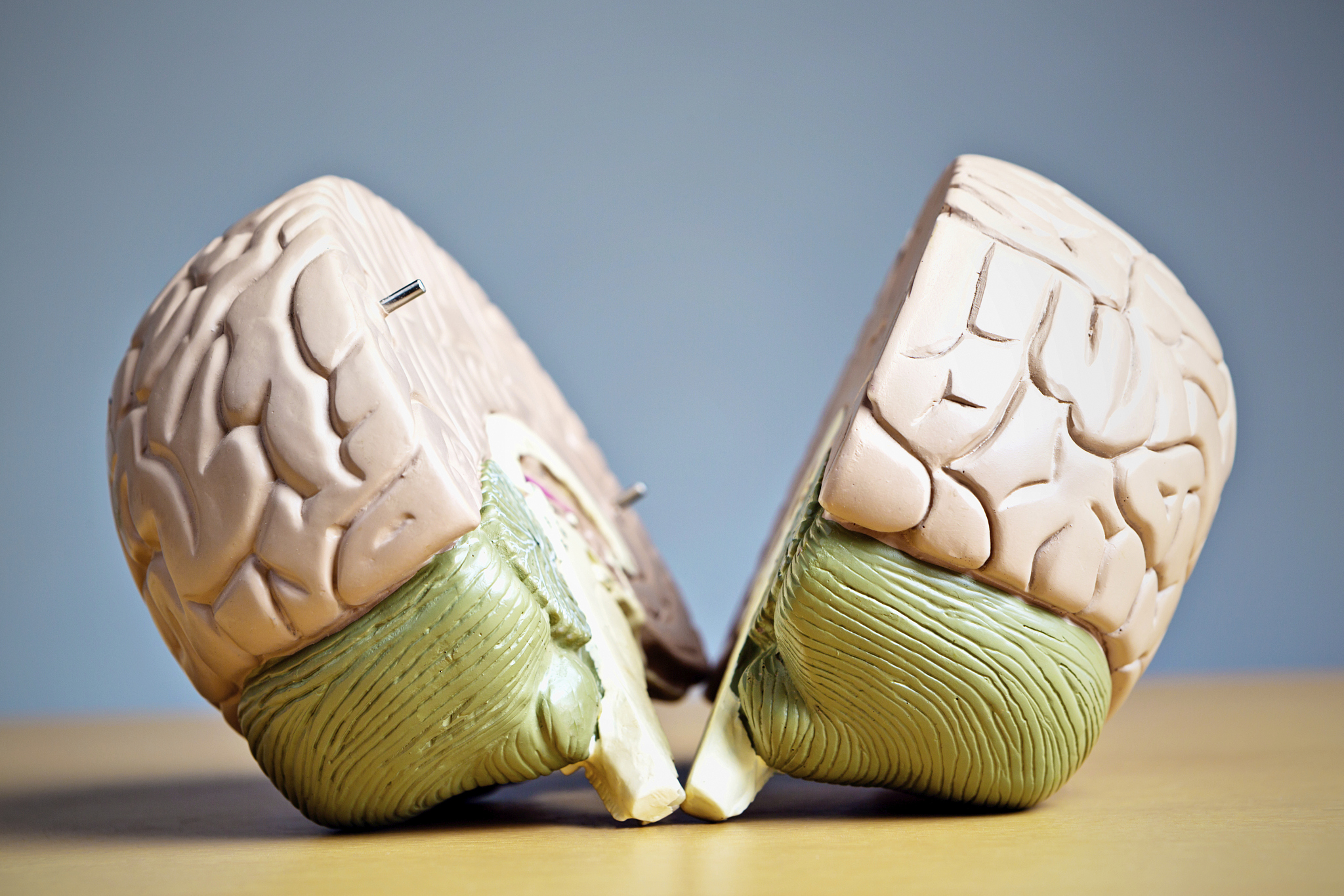 schizophrenia or a split personality: two halves of model brain