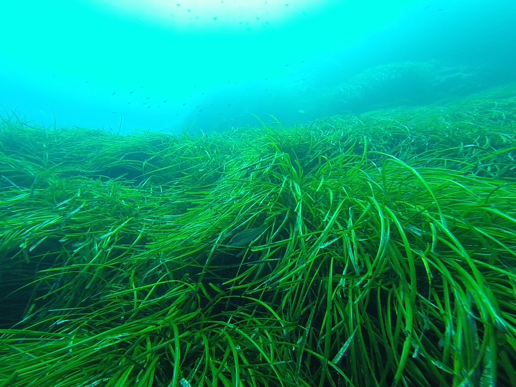 full frame shot of green plants