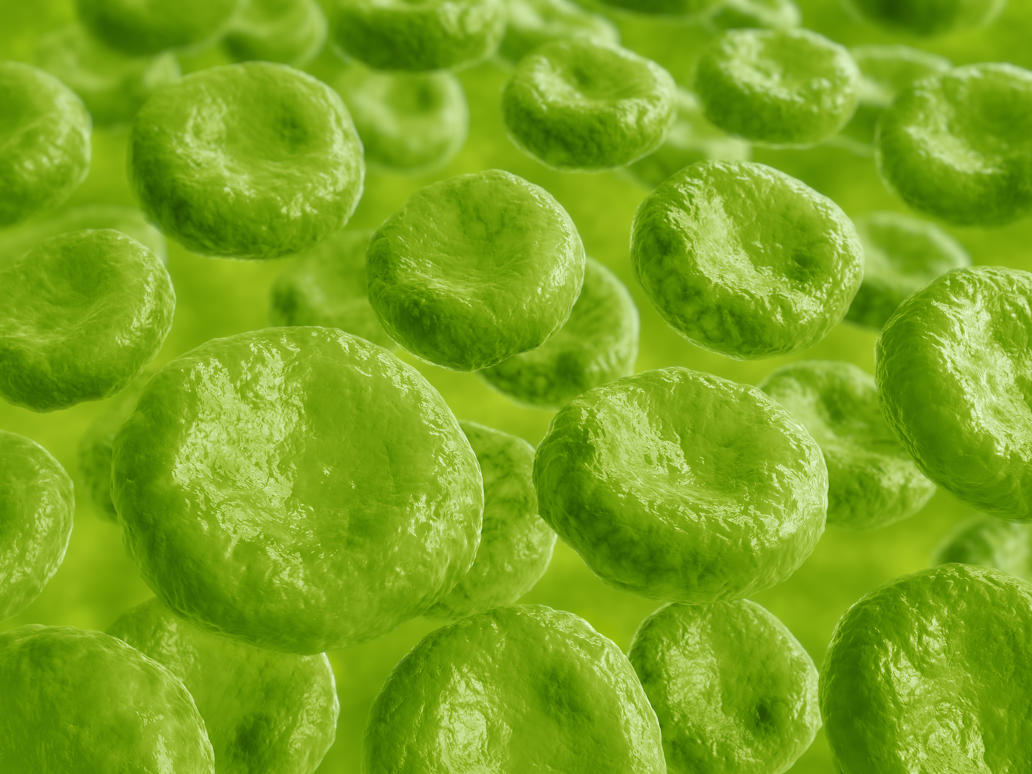 光合作用：植物如何利用光能制造食物