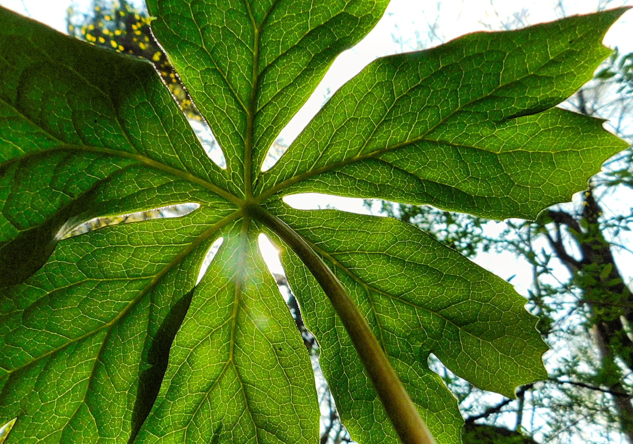 bug's view; looking up at a mayapple