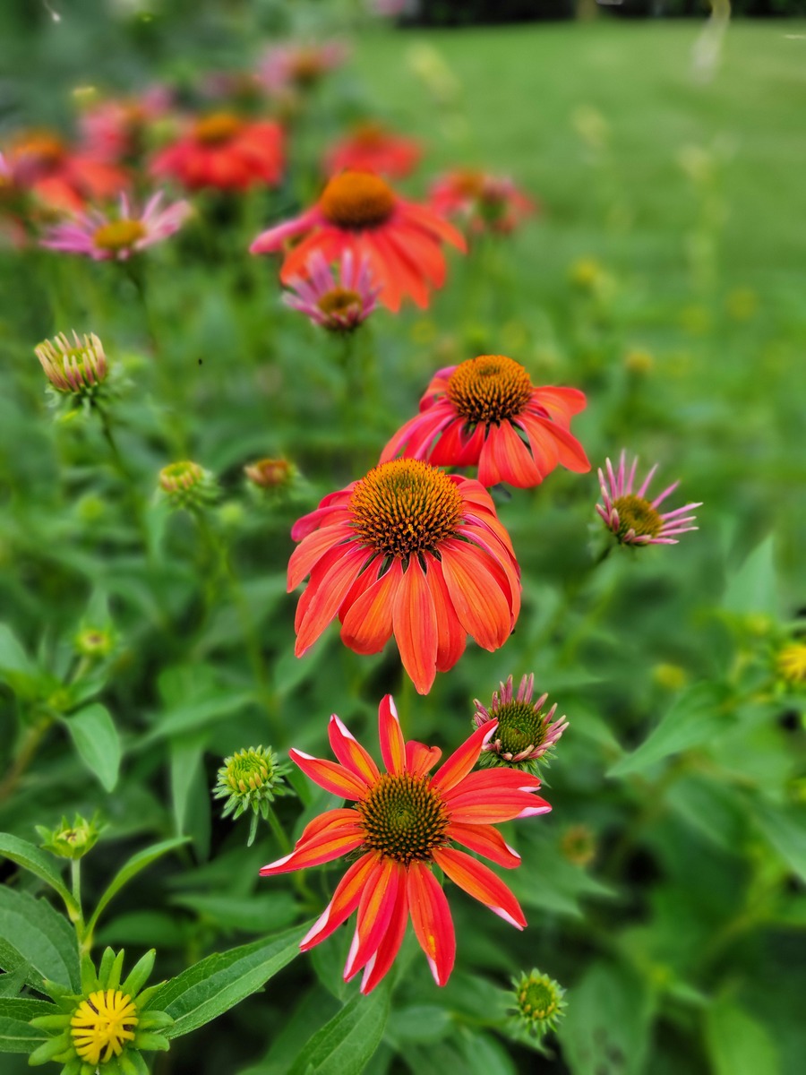 秋野花：点缀秋色的野生花卉