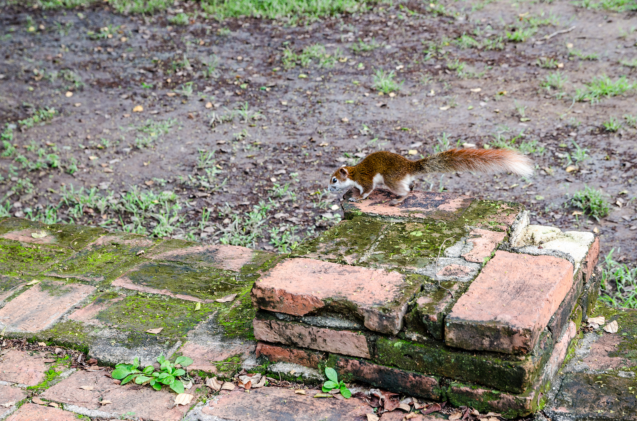 wat phrasisanpetch in the ayutthaya historical park