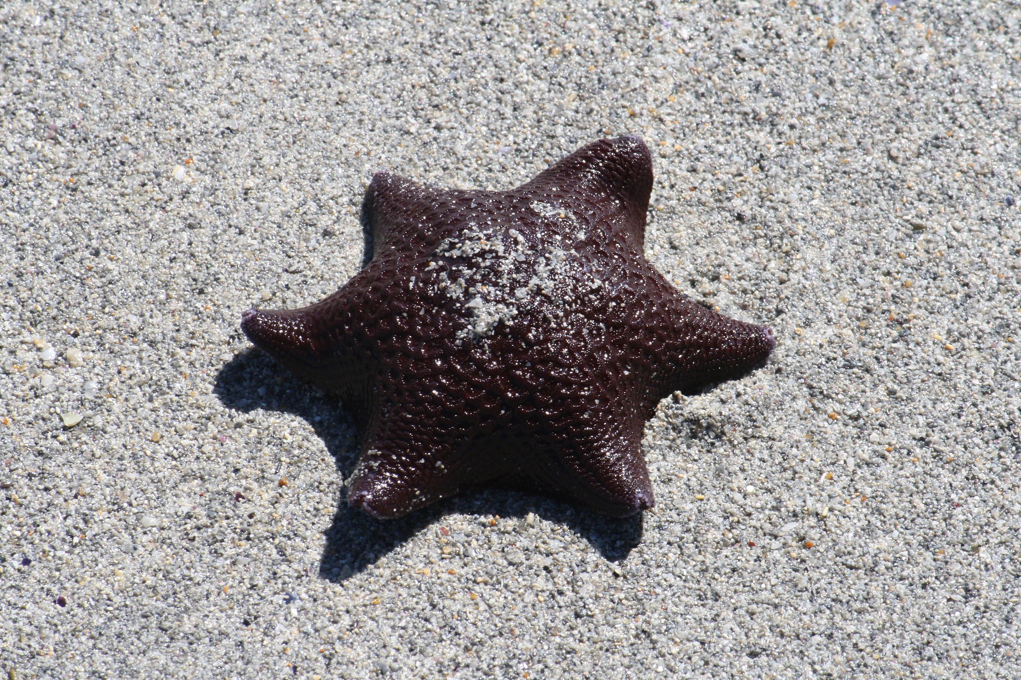 仿写老舍的母鸡写动物