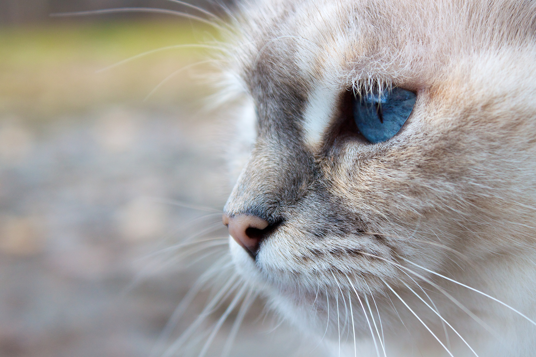 white cat head with blue eyes in close-up