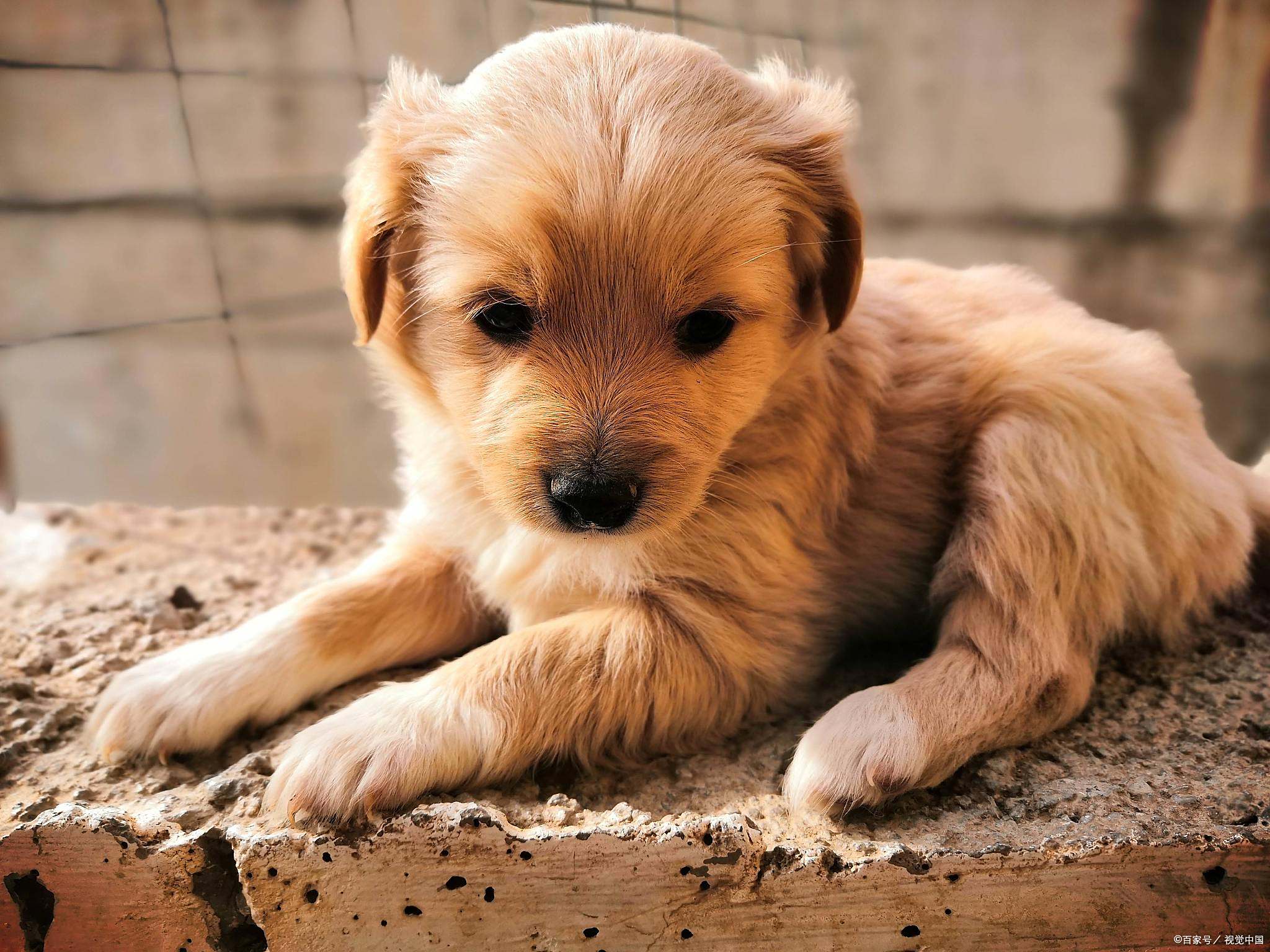 小狗哪个品种好呢