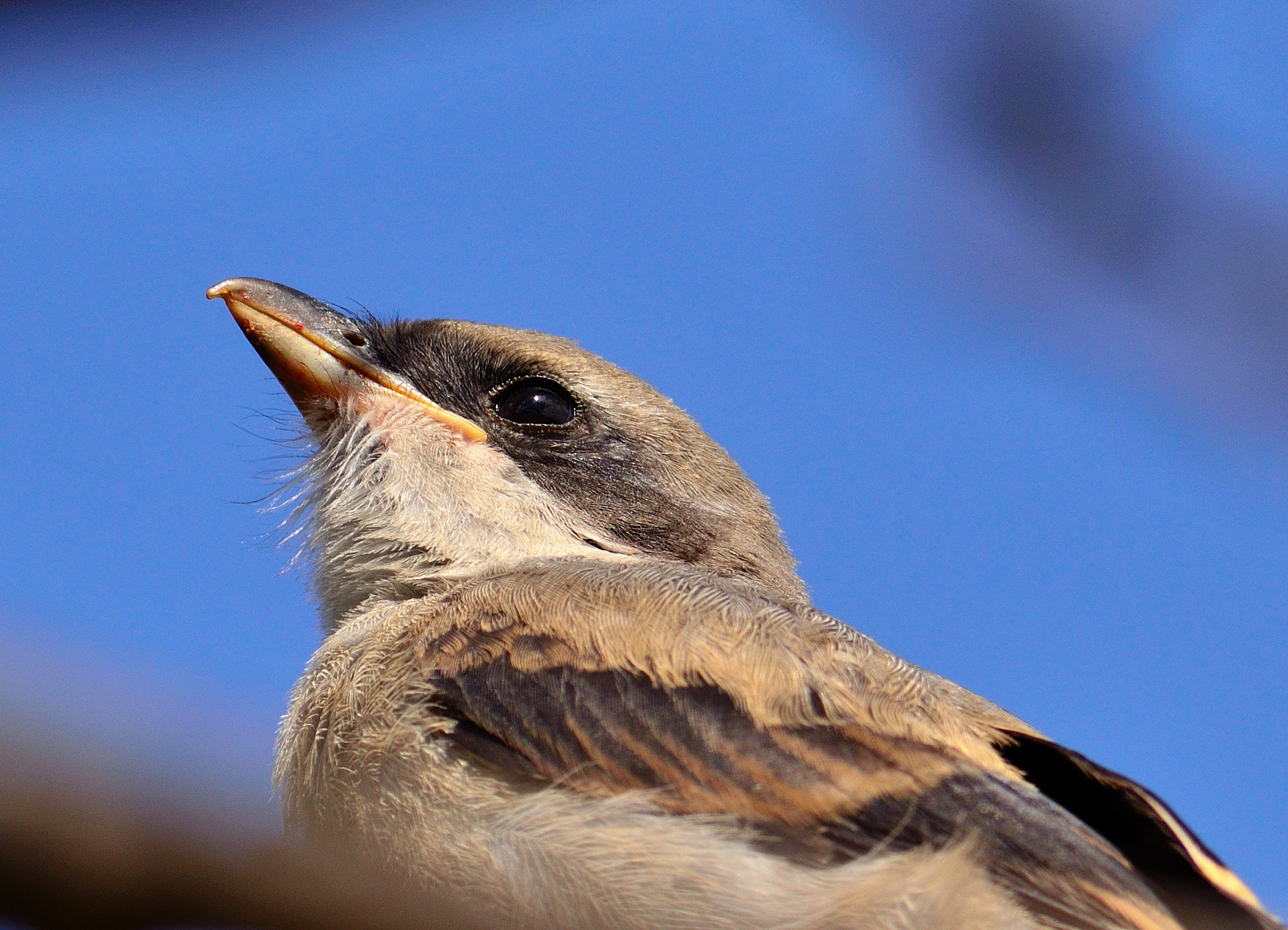 young shrike