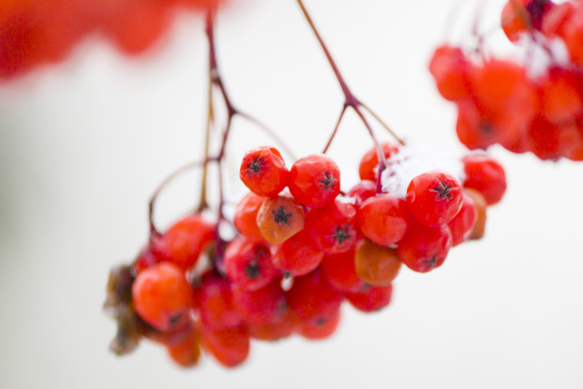 mountain ash berries