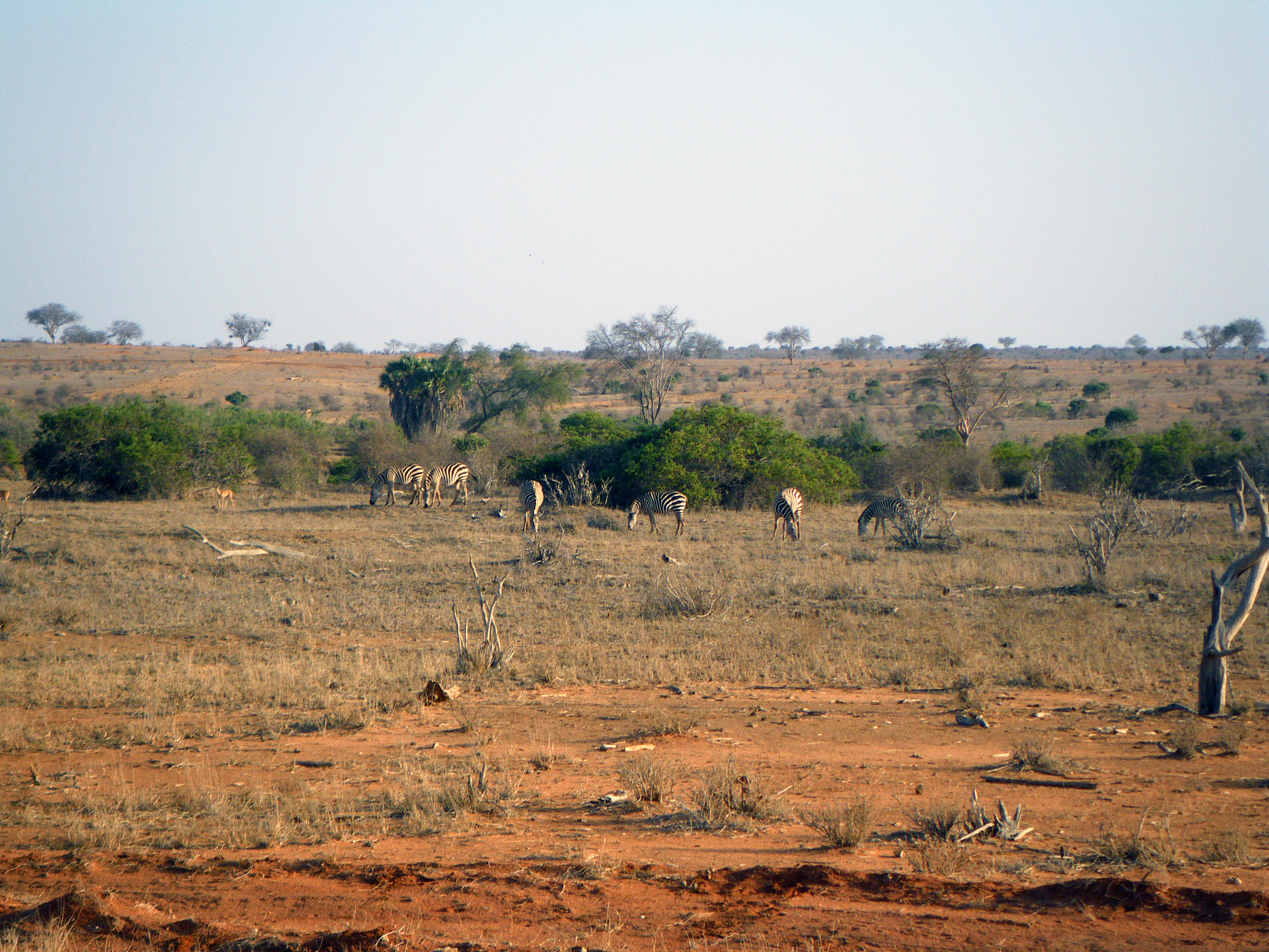 zebras