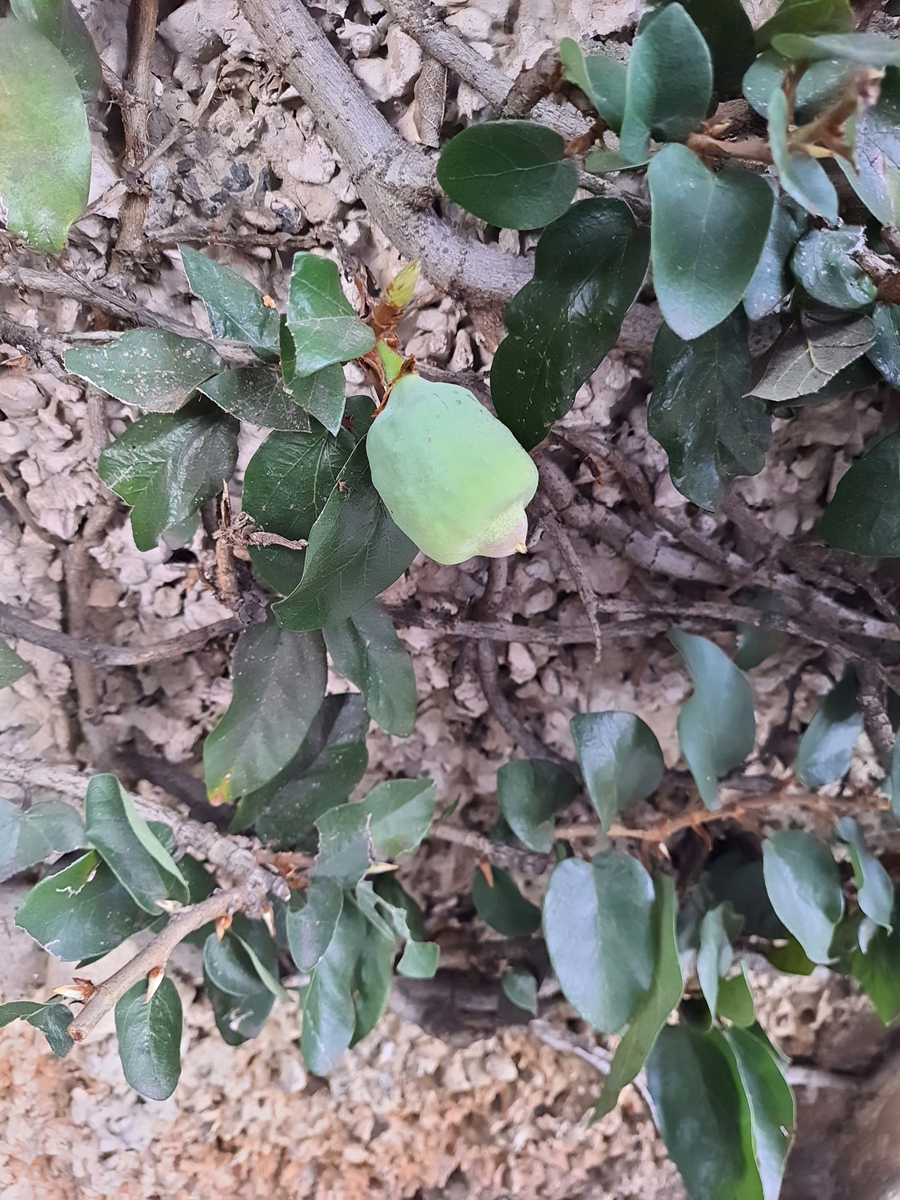 环嗪酮除草伤大树：叶子干枯怎么办？