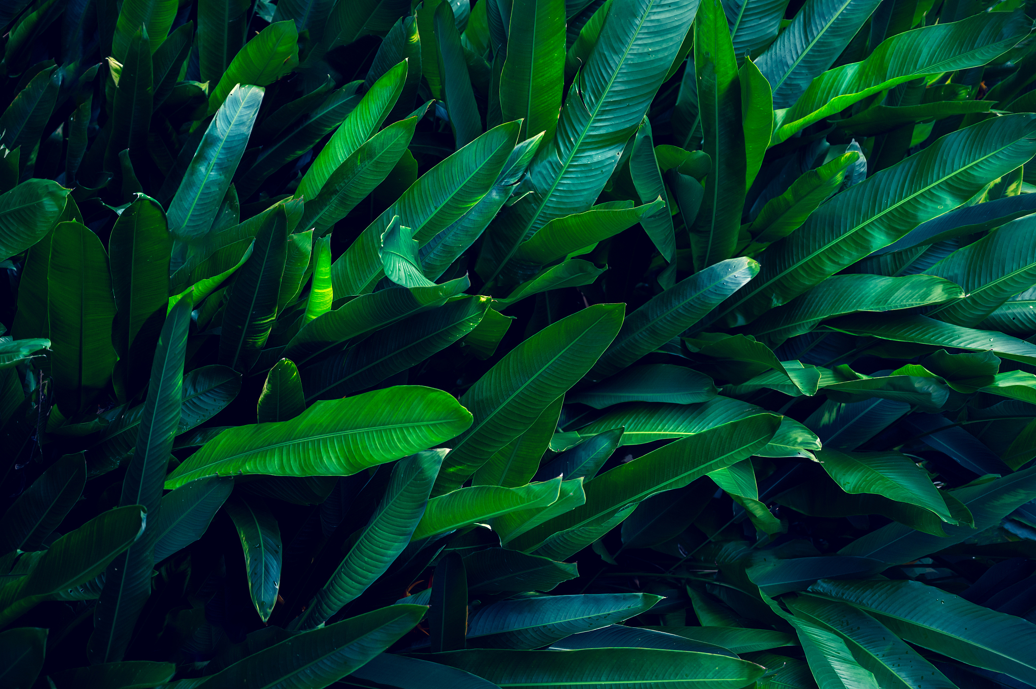 tropical leaves colorful flower on dark tropical foliage nature 