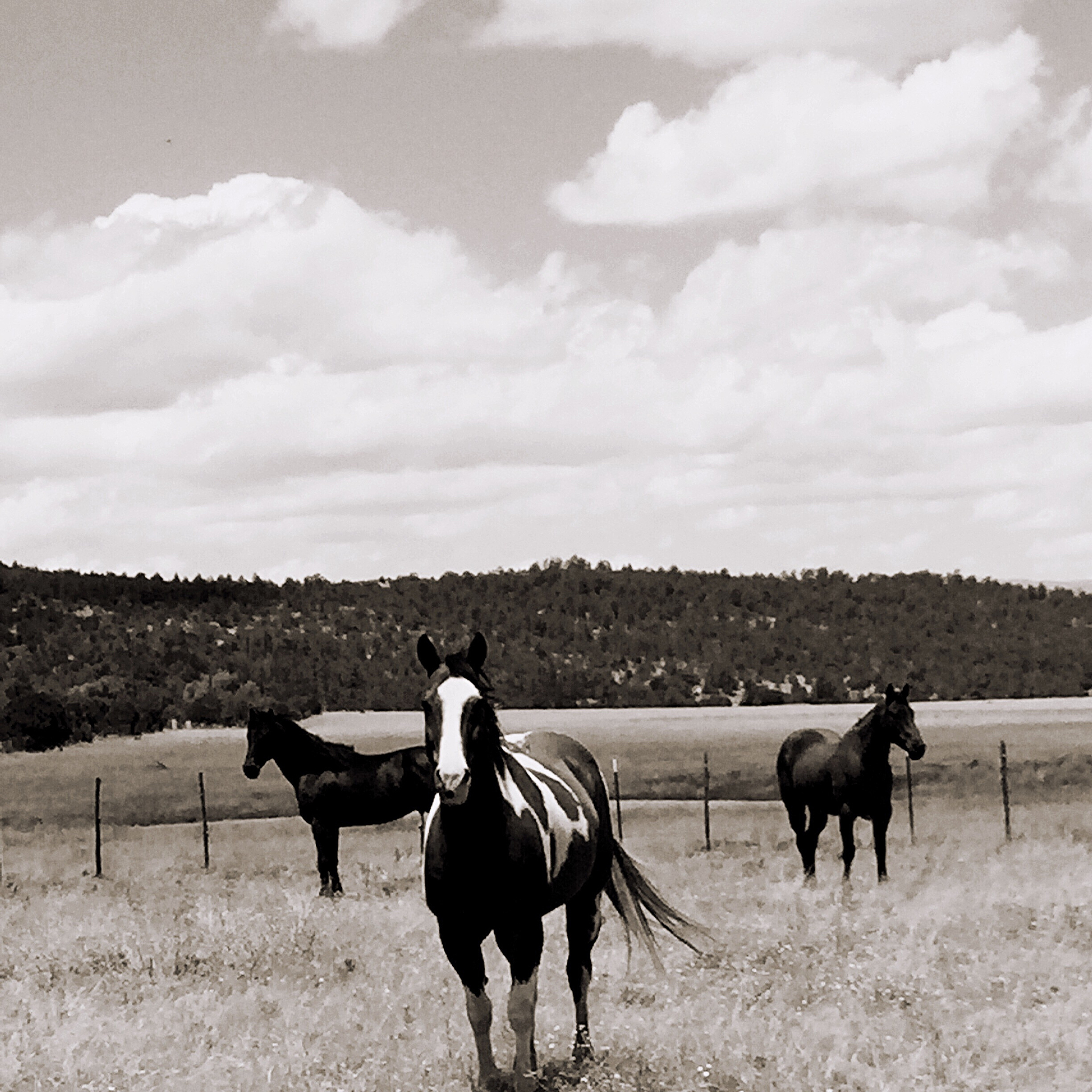 根据以下内容写出一条30字的短视频标题：The Turin Horse 2011 - 一部匈牙利黑白电影讲述了一个老农民和他的女儿在一个偏远村庄的孤独生活影片没有对白节奏缓慢被认为是一部极具挑战性的艺术电影。