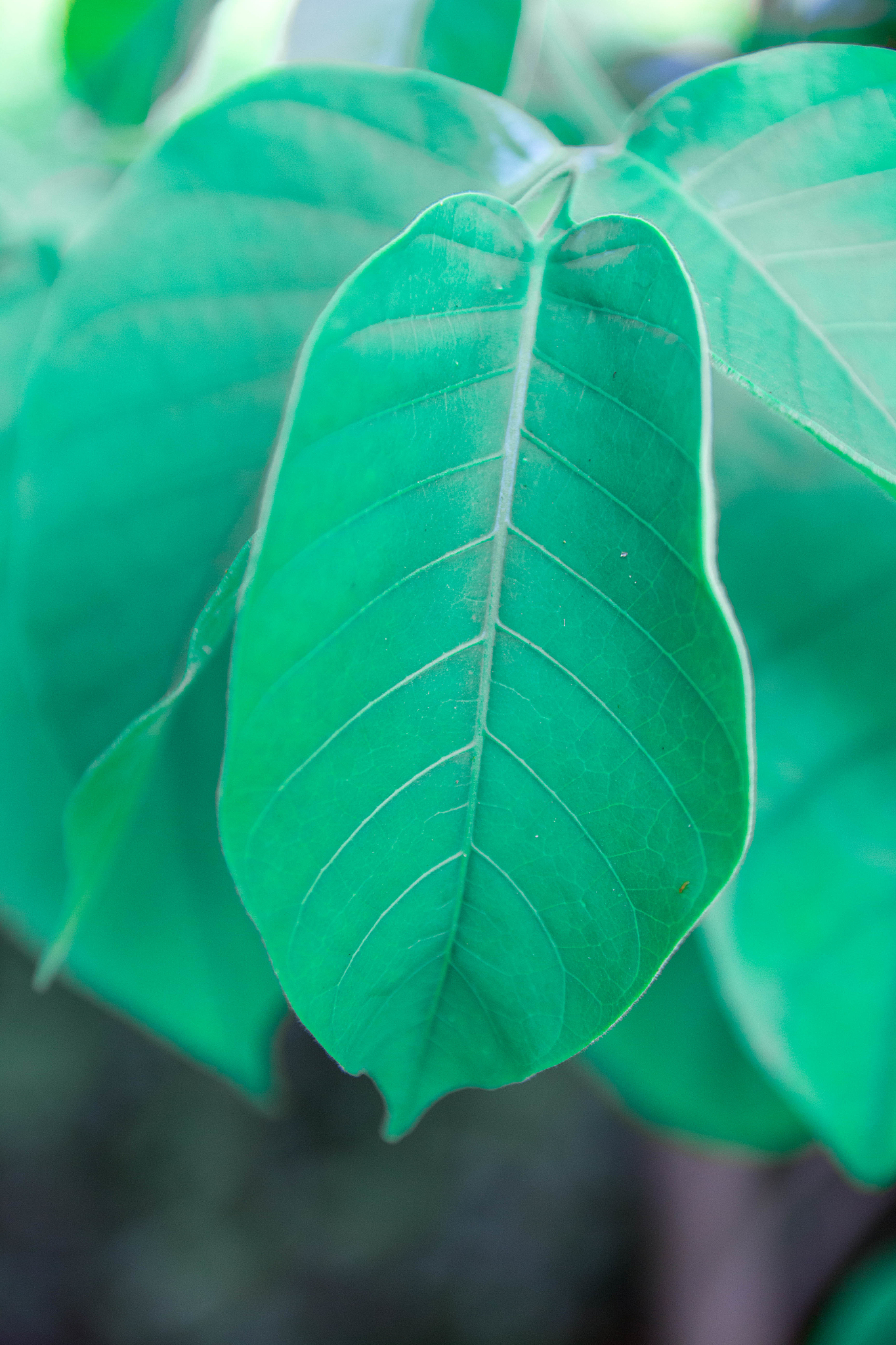 close-up of green leaves