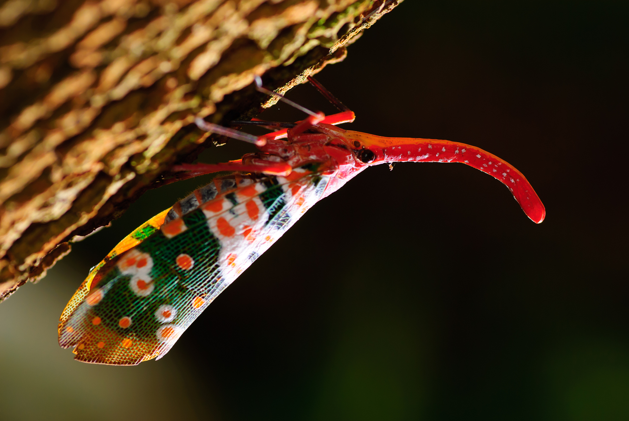 insects