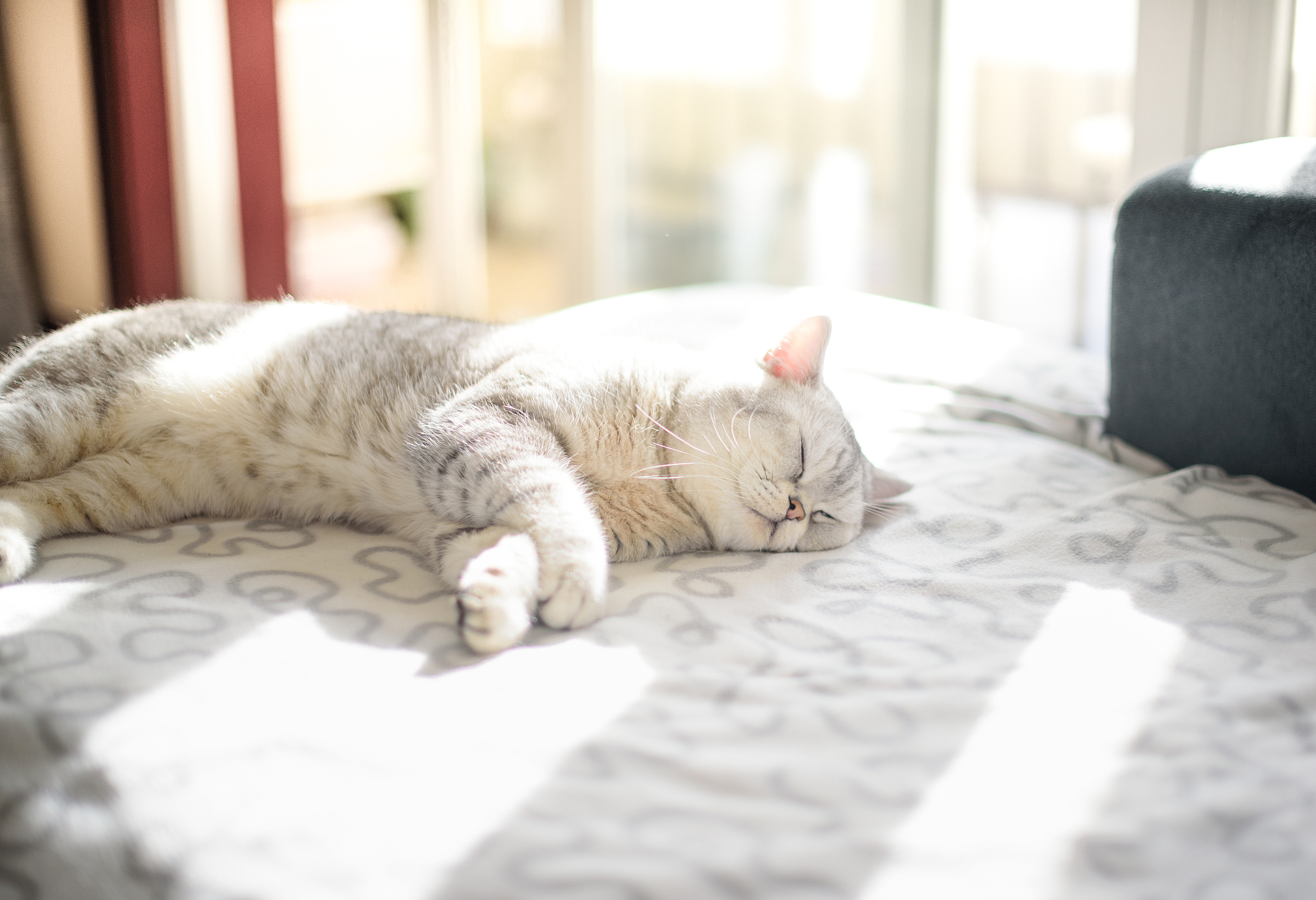 猫修炼成人衣着华丽白发但是还带着猫耳可以6个字形容吗