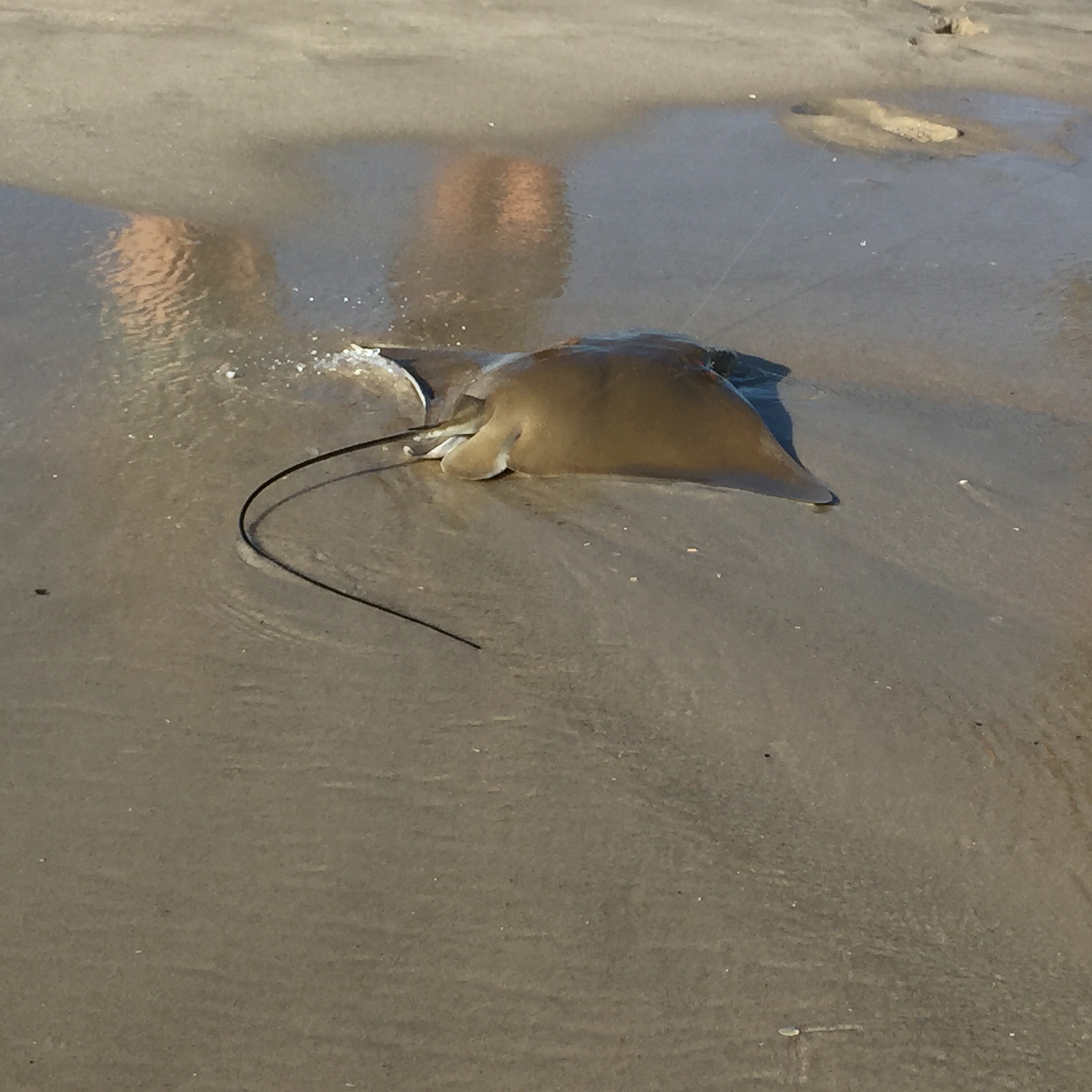 独角鲸灭绝了吗？解读海洋巨兽的命运