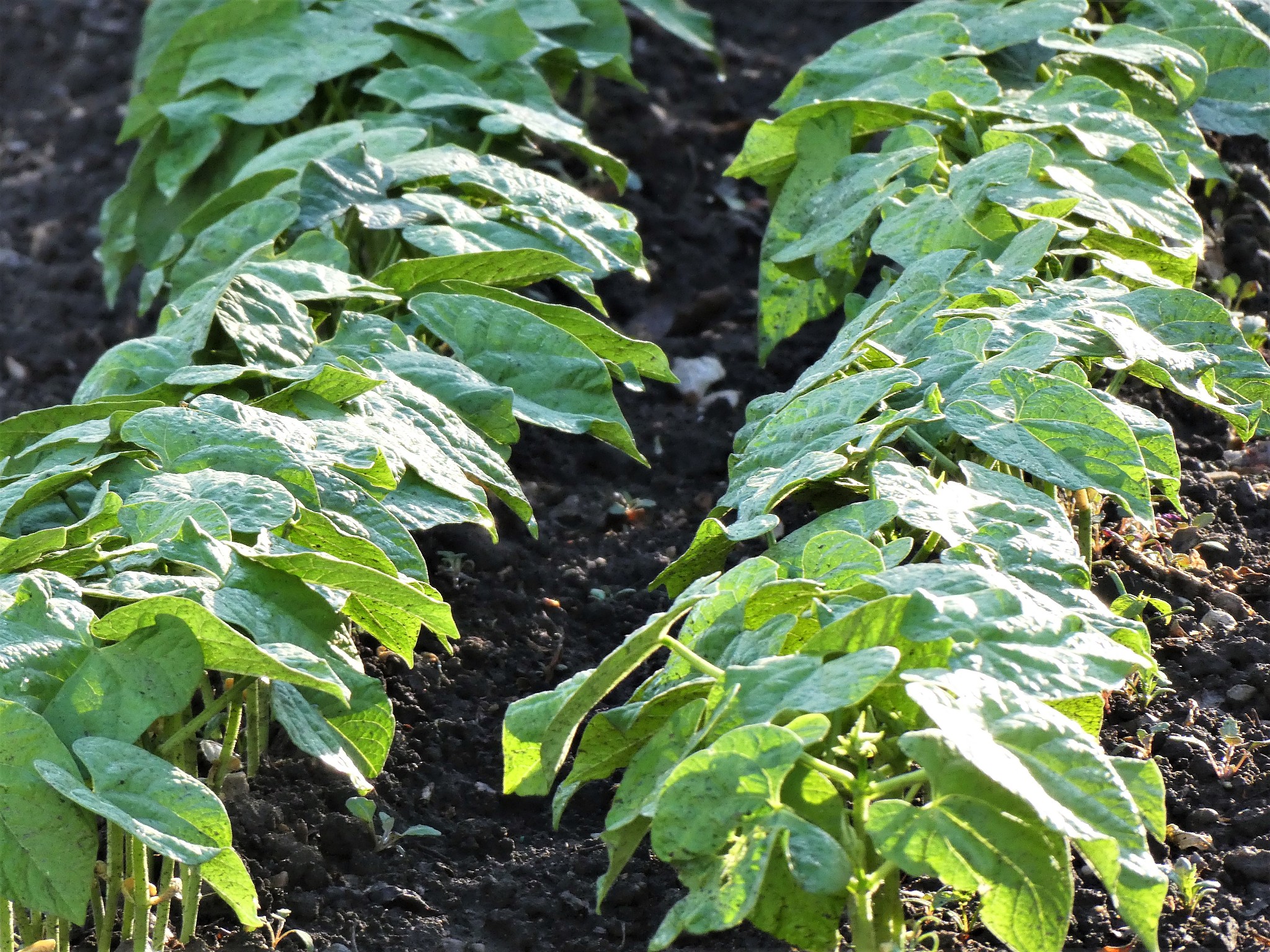 newly planted vegetables