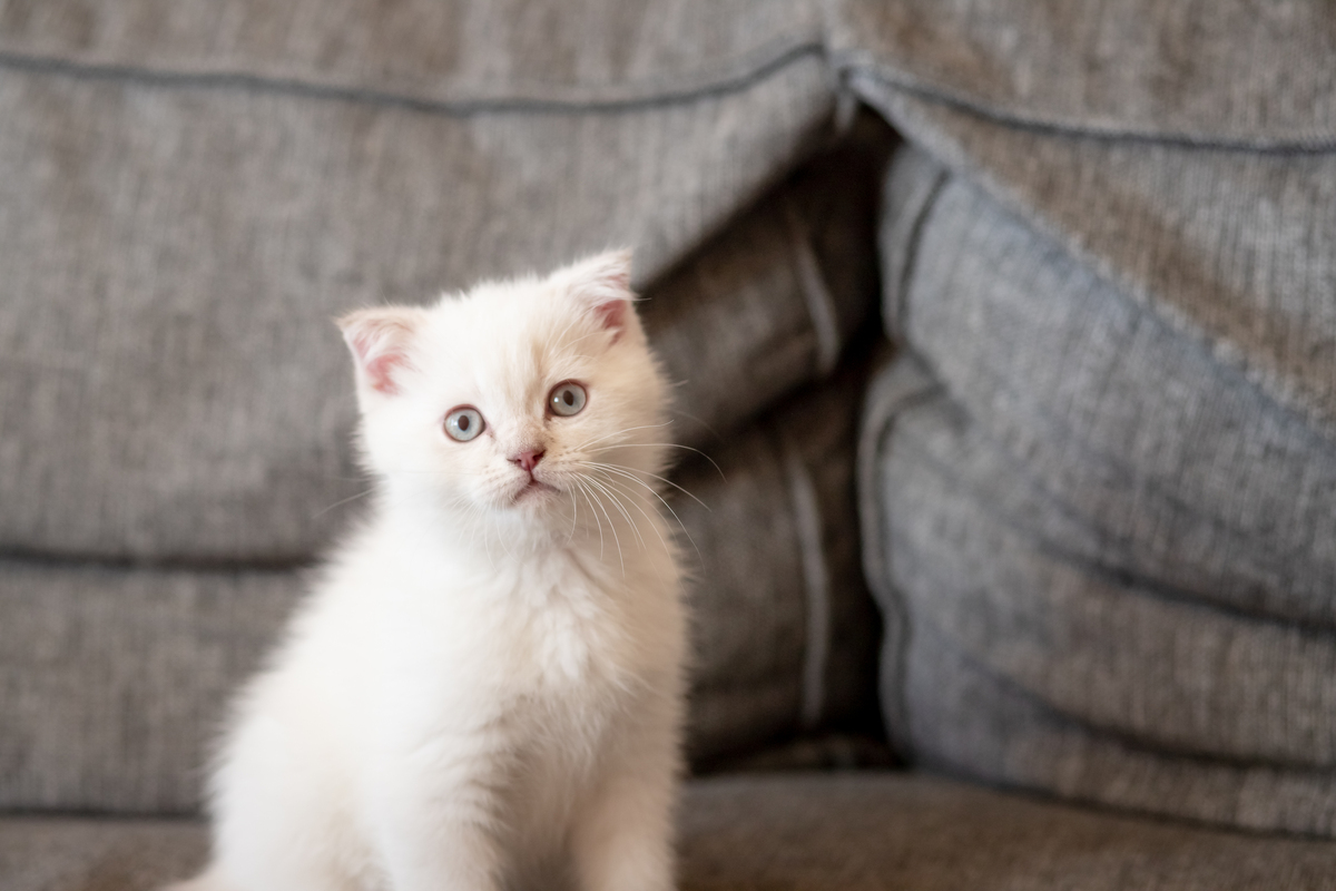 🐈聪明可爱的猫咪大盘点！谁是你心中的猫界智多星？